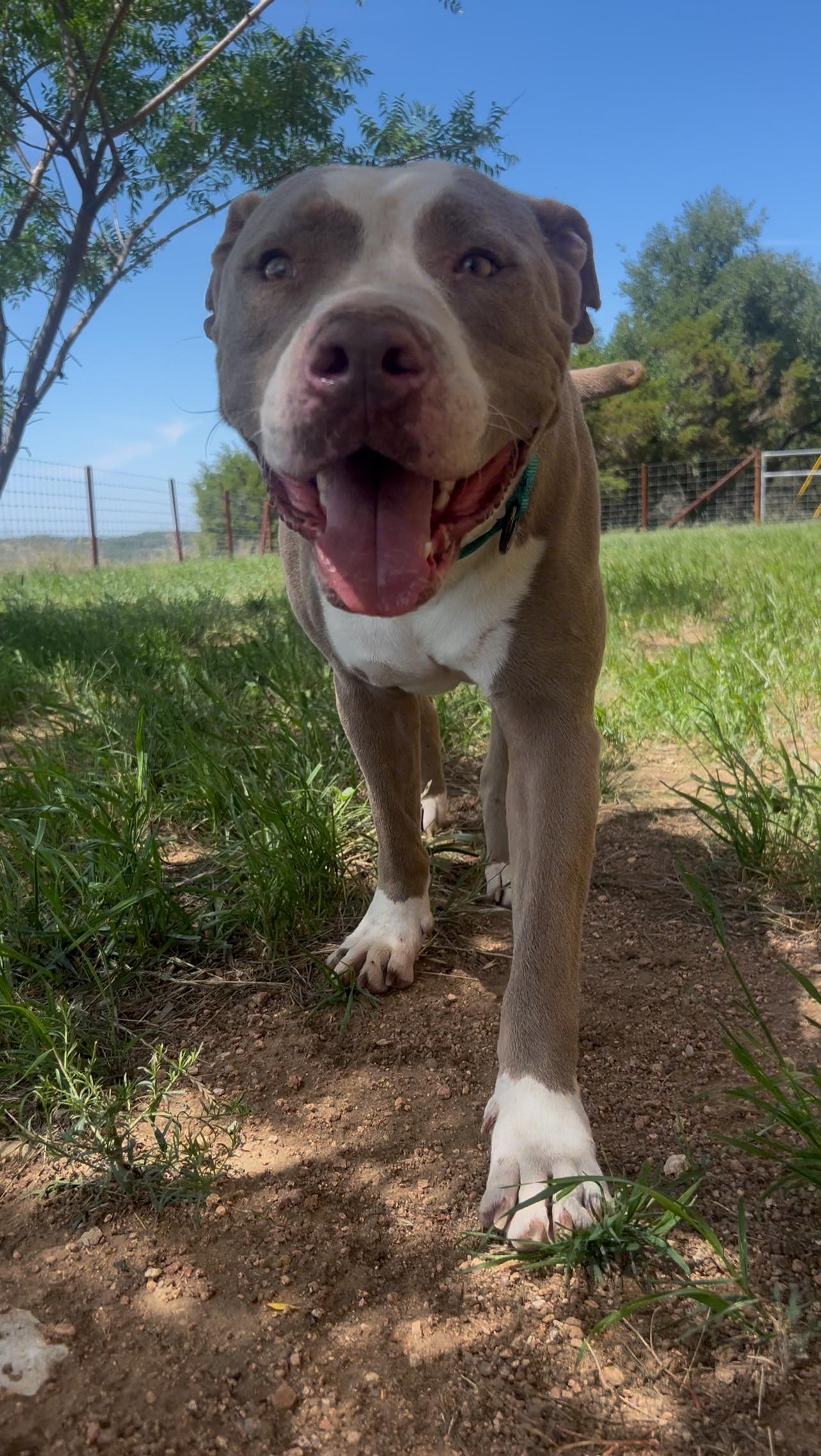 Romeo, a Adopted Pit Bull Terrier in Johnson City , TX image 2/6