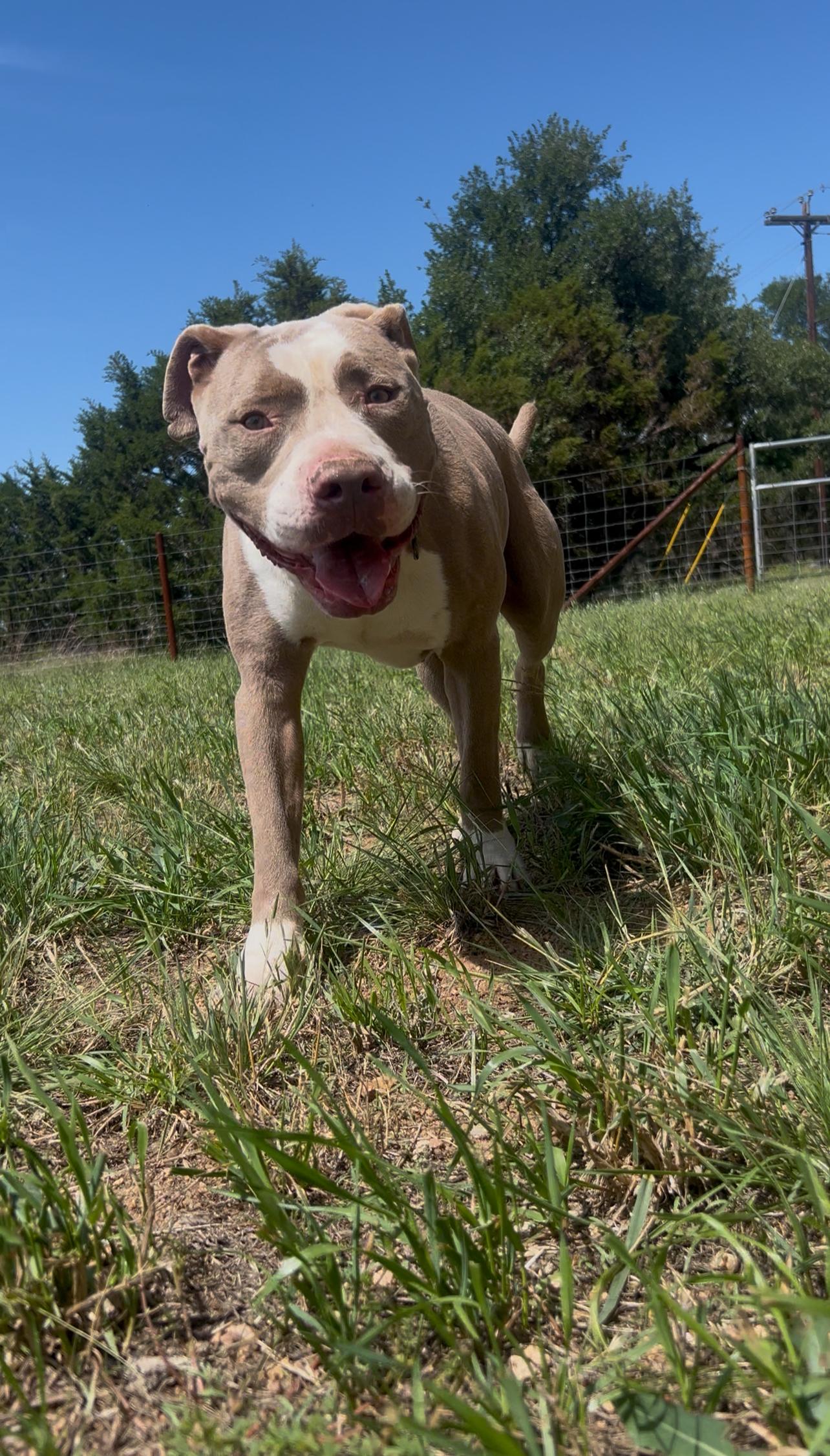 Romeo, Adopted, Adult Male Pit Bull Terrier.