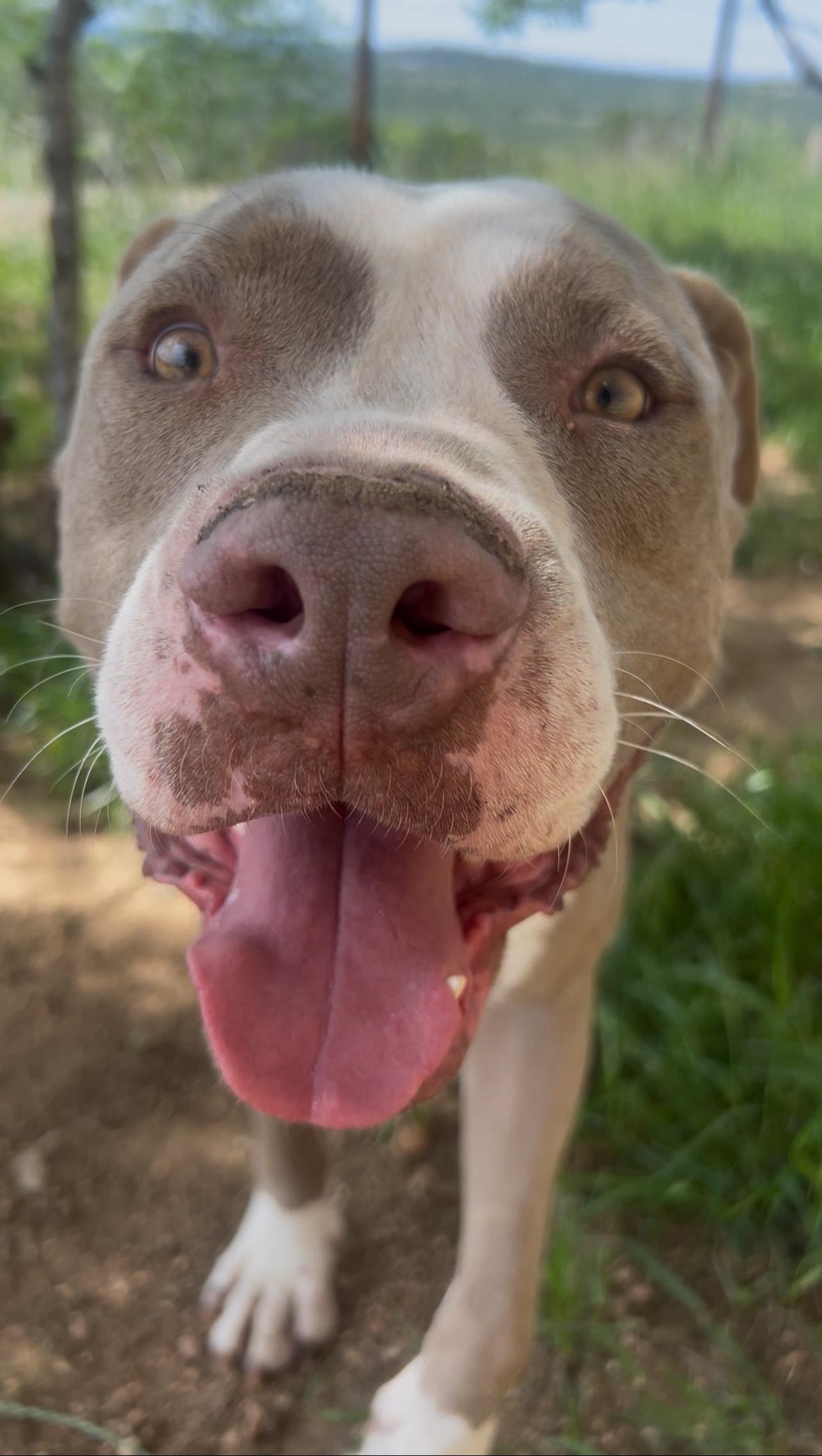 Romeo, a Adopted Pit Bull Terrier in Johnson City , TX image 3/6
