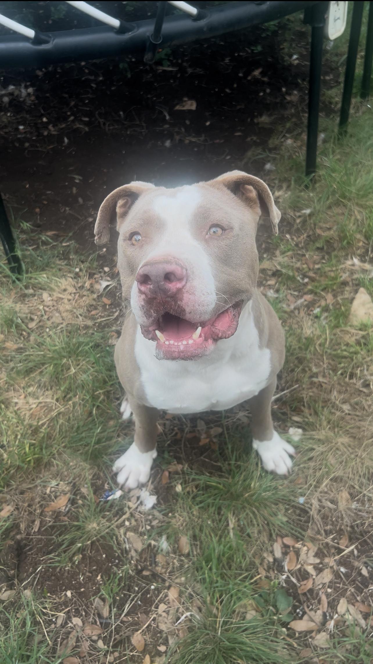 Romeo, a Adopted Pit Bull Terrier in Johnson City , TX image 4/6