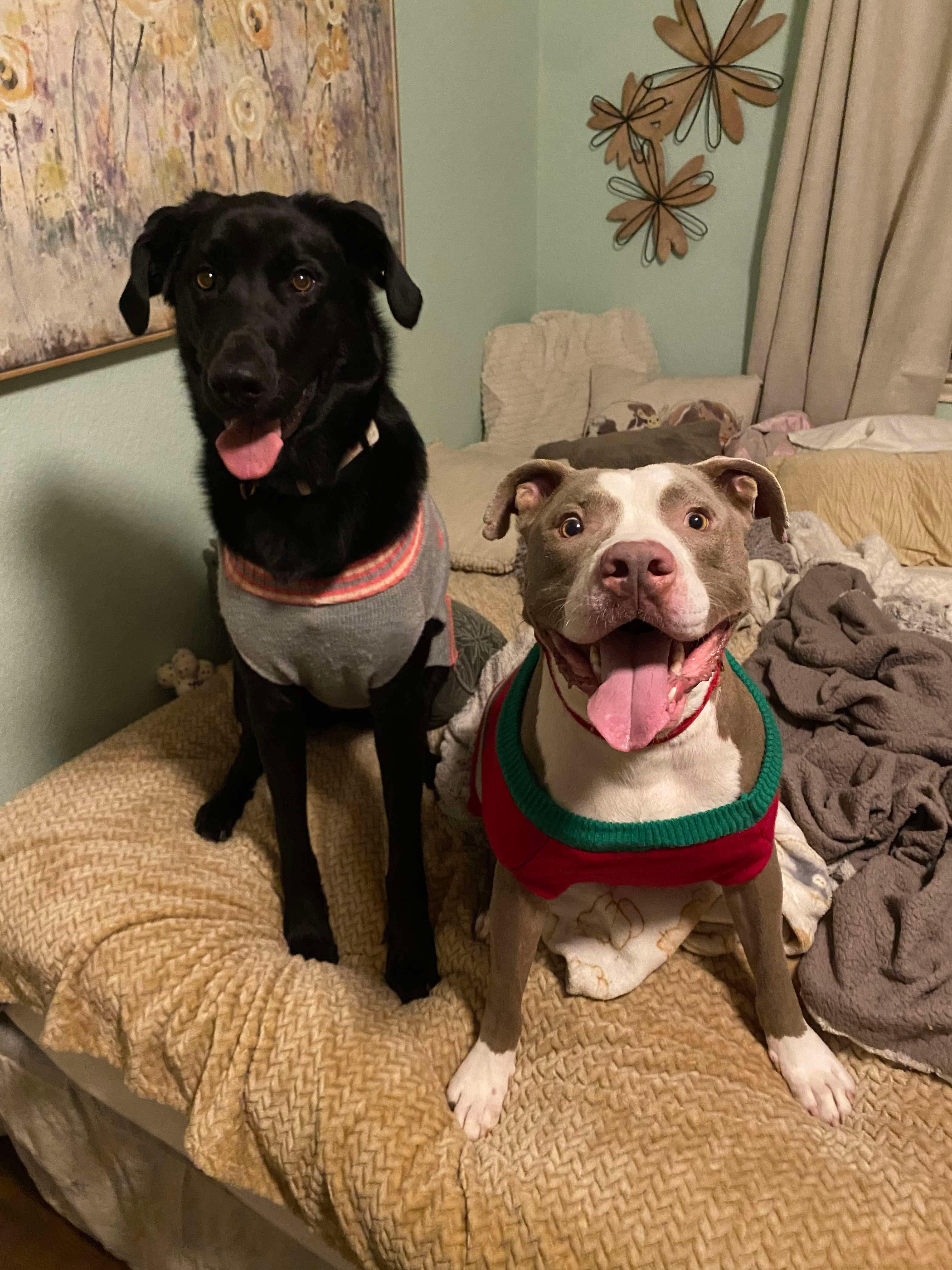 Romeo, Adopted, Adult Male Pit Bull Terrier.