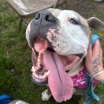 Cee Cee, Adoptable, Adult Female Mixed Breed.