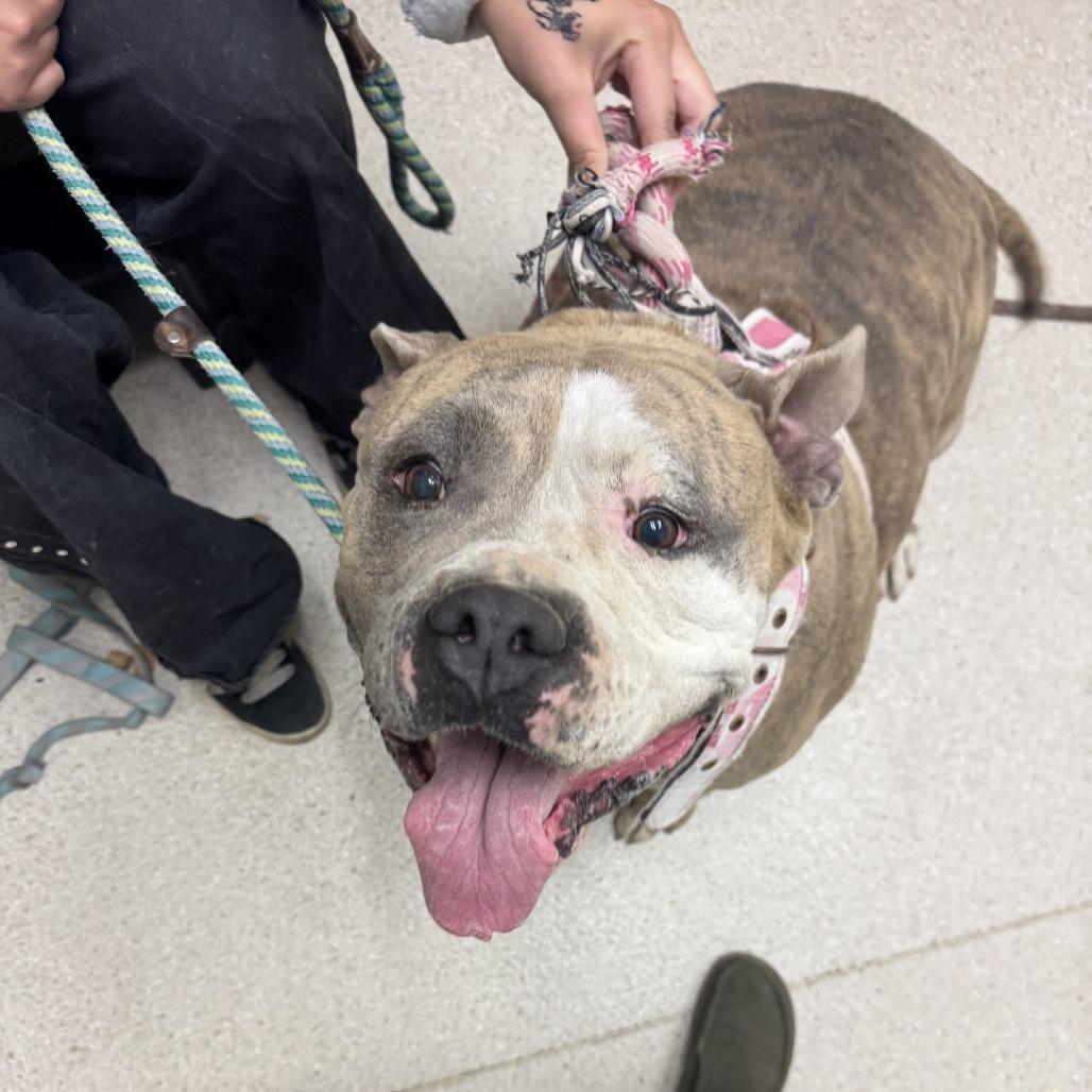 Cee Cee, a Adoptable Mixed Breed in Murray, UT image 2/5