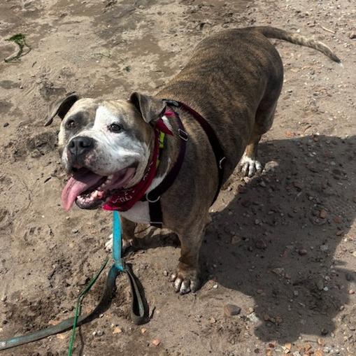Cee Cee, a Adoptable Mixed Breed in Murray, UT image 3/5