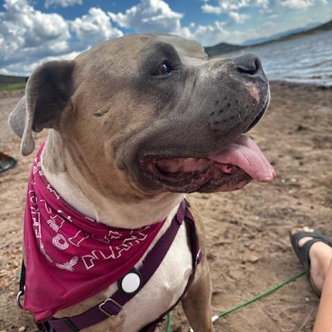 Cee Cee, a Adoptable Mixed Breed in Murray, UT image 4/5