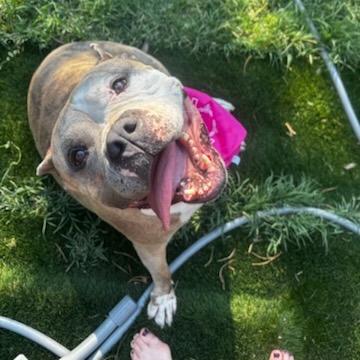 Cee Cee, a Adoptable Mixed Breed in Murray, UT image 5/5