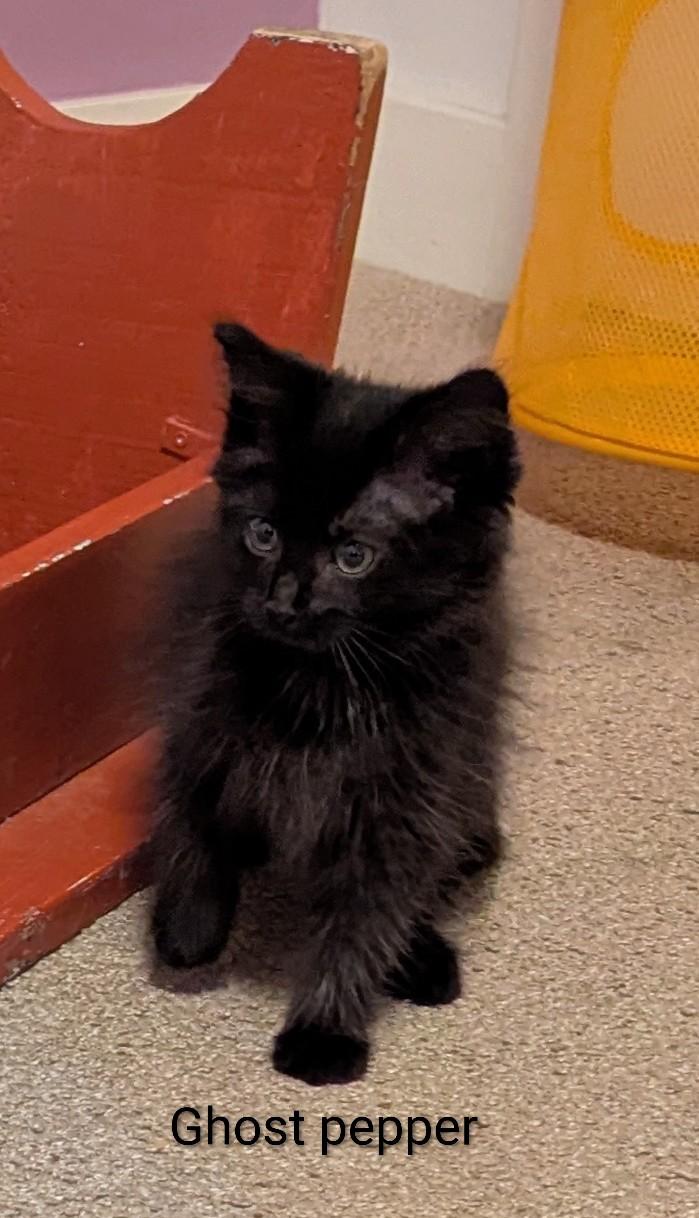 Ghost, ADOPTABLE, Kitten Female Domestic Medium Hair.
