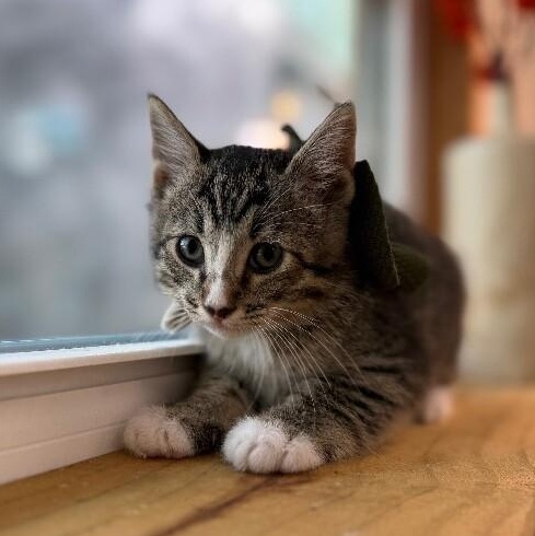 Nutella Cookie — thumbnail 2