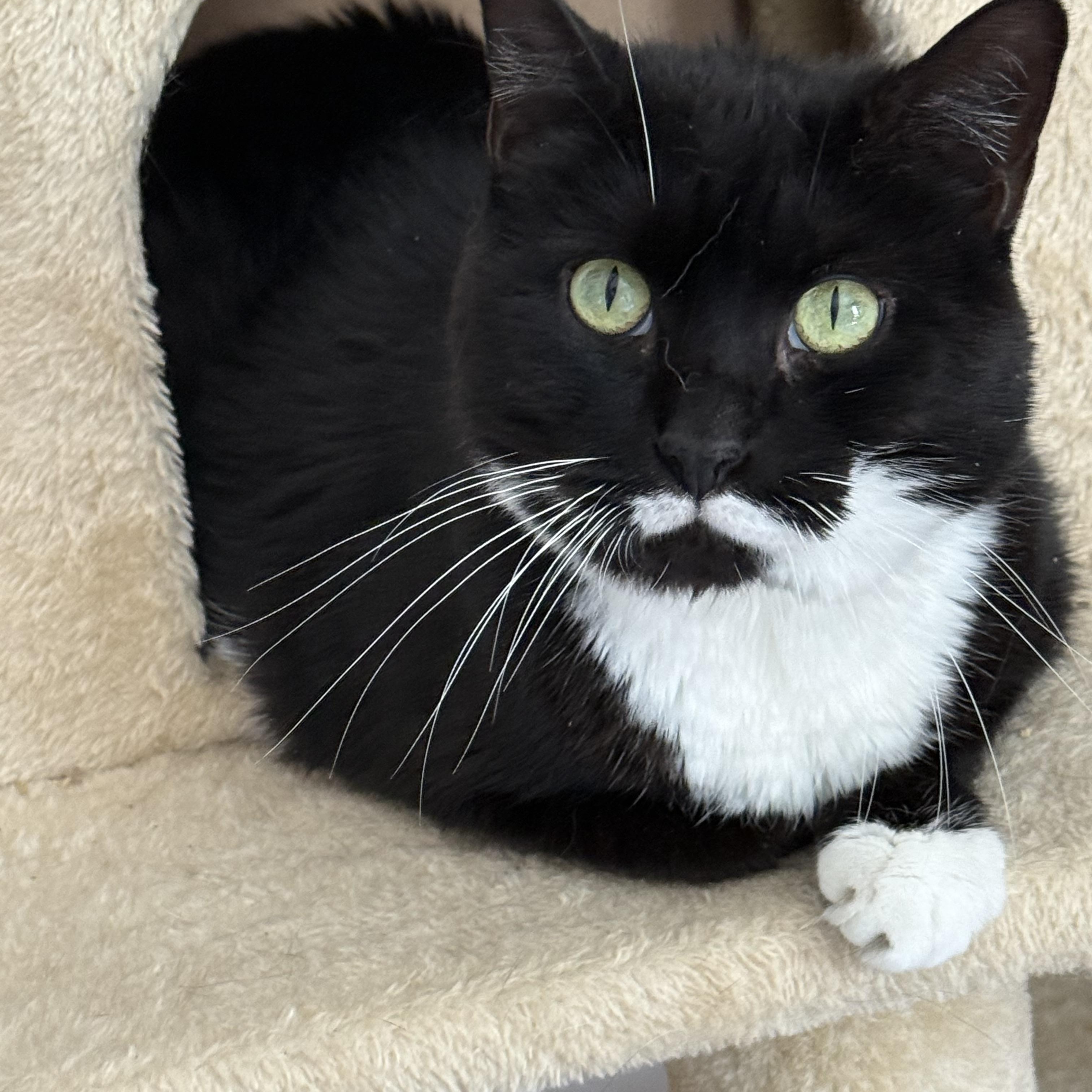 Enlarge Pepper, a ADOPTABLE Domestic Short Hair in Old Bridge, NJ image 1/3