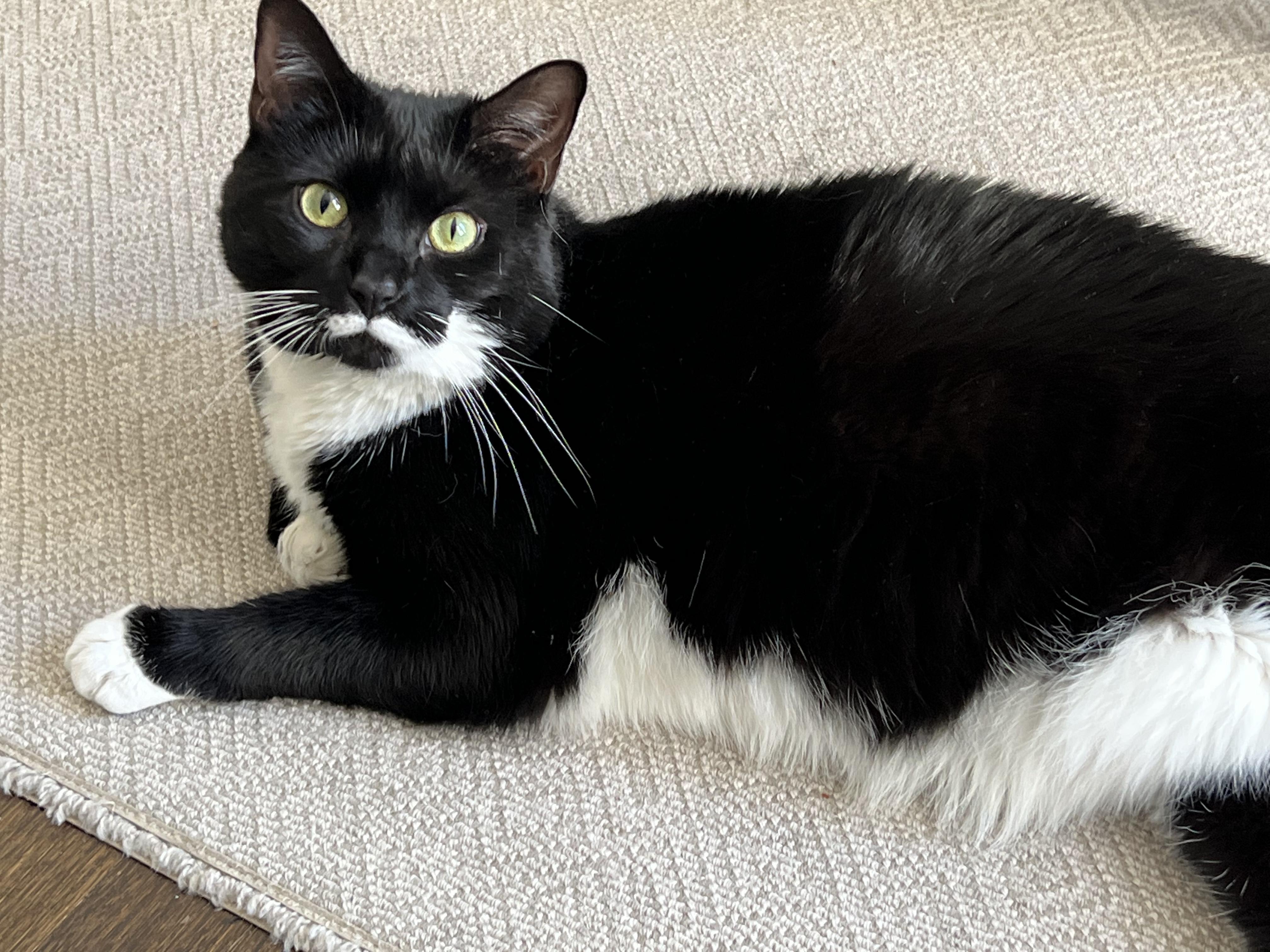 Enlarge Pepper, a ADOPTABLE Domestic Short Hair in Old Bridge, NJ image 2/3