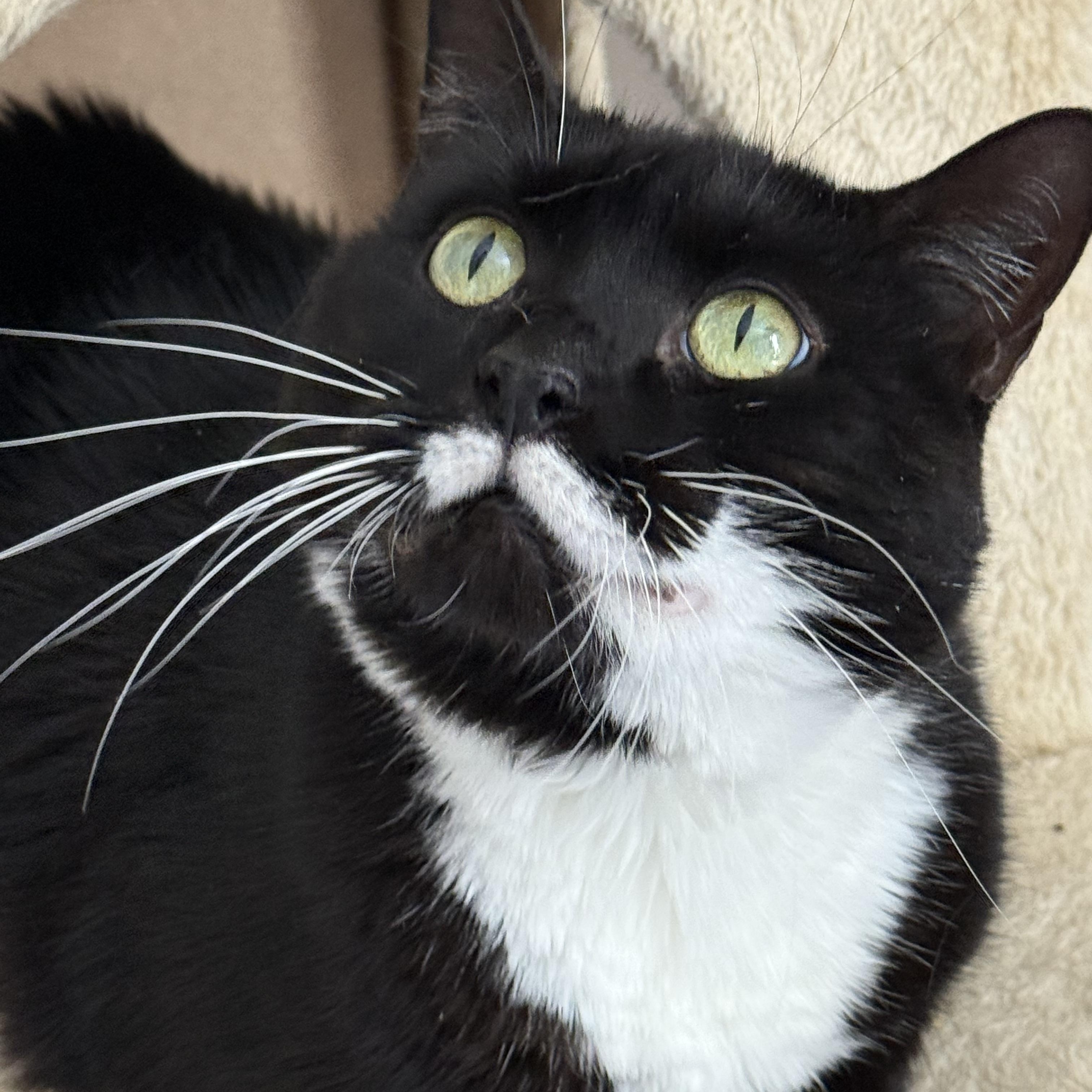 Enlarge Pepper, a ADOPTABLE Domestic Short Hair in Old Bridge, NJ image 3/3