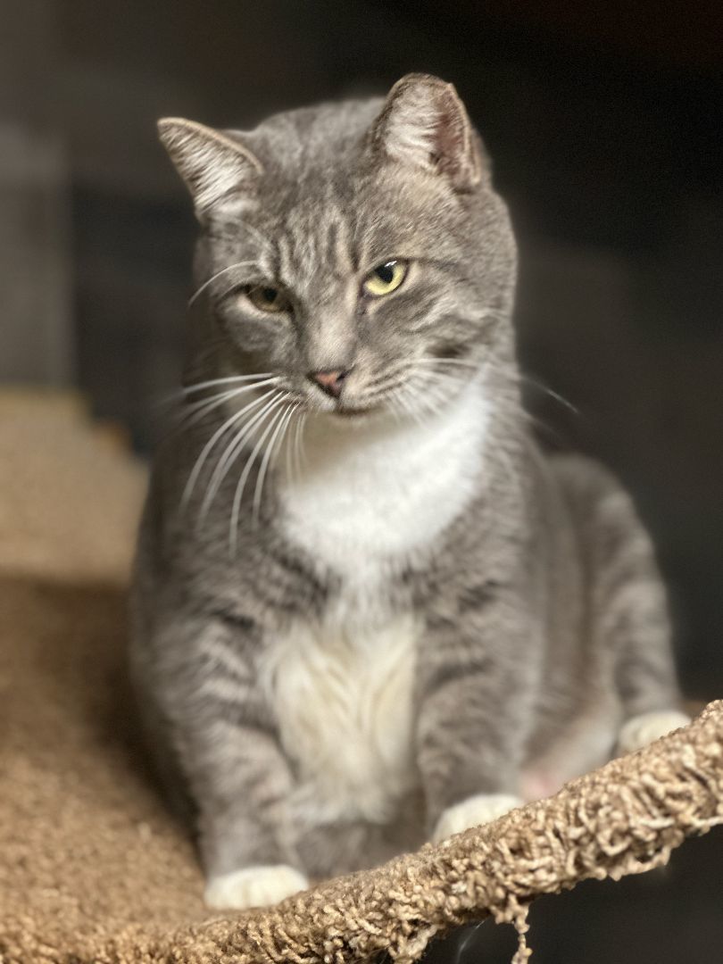 Felix, a Adoptable Domestic Short Hair in Middleburg, FL image 1/2