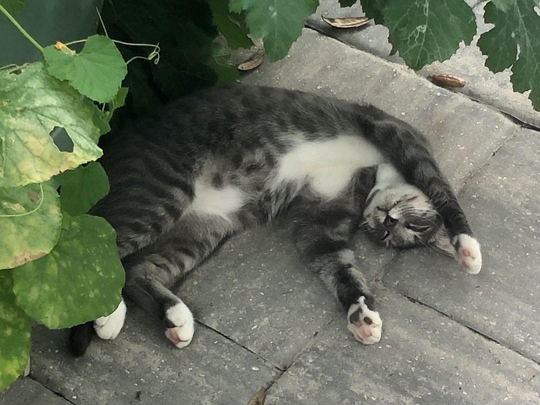 Felix, a Adoptable Domestic Short Hair in Middleburg, FL image 2/2