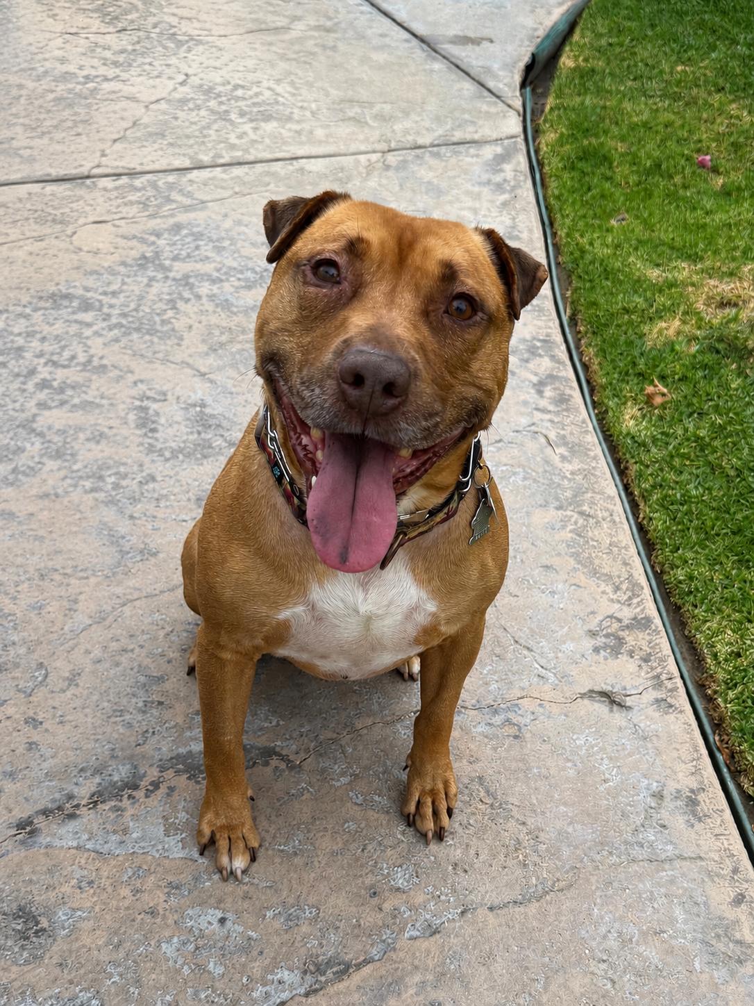 Enlarge Romeo, a Adoptable mixed breed in Los Angeles, CA image 2/5