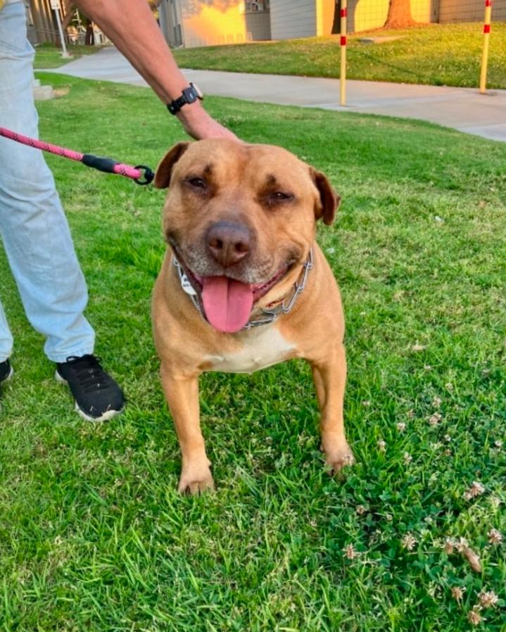 Romeo, ADOPTABLE, Adult Male Staffordshire Bull Terrier.