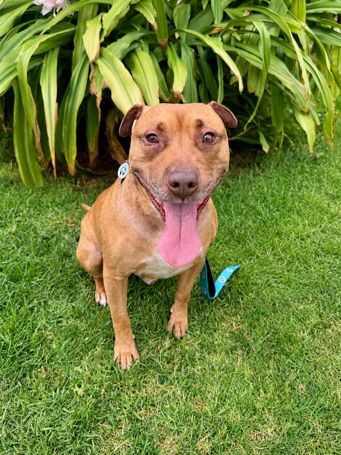 Enlarge Romeo, a Adoptable mixed breed in Los Angeles, CA image 5/5