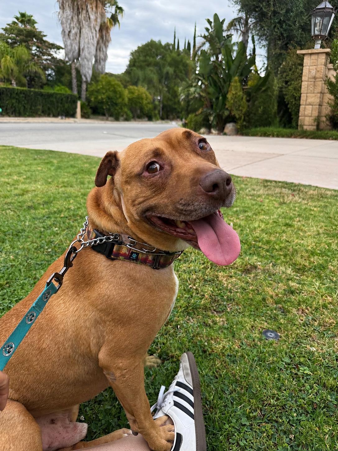 Enlarge Romeo, a Adoptable mixed breed in Los Angeles, CA image 1/5