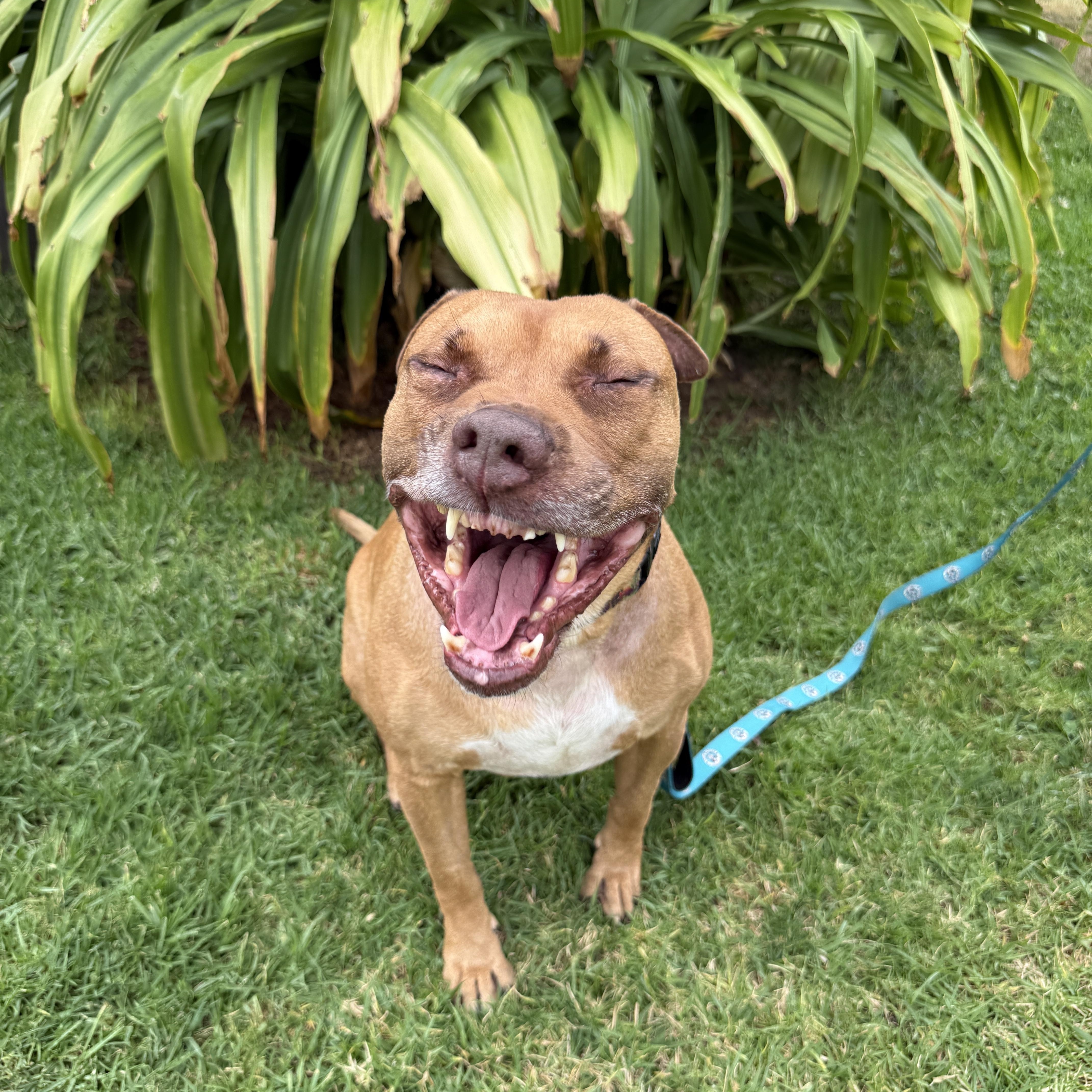 Enlarge Romeo, a Adoptable mixed breed in Los Angeles, CA image 4/5