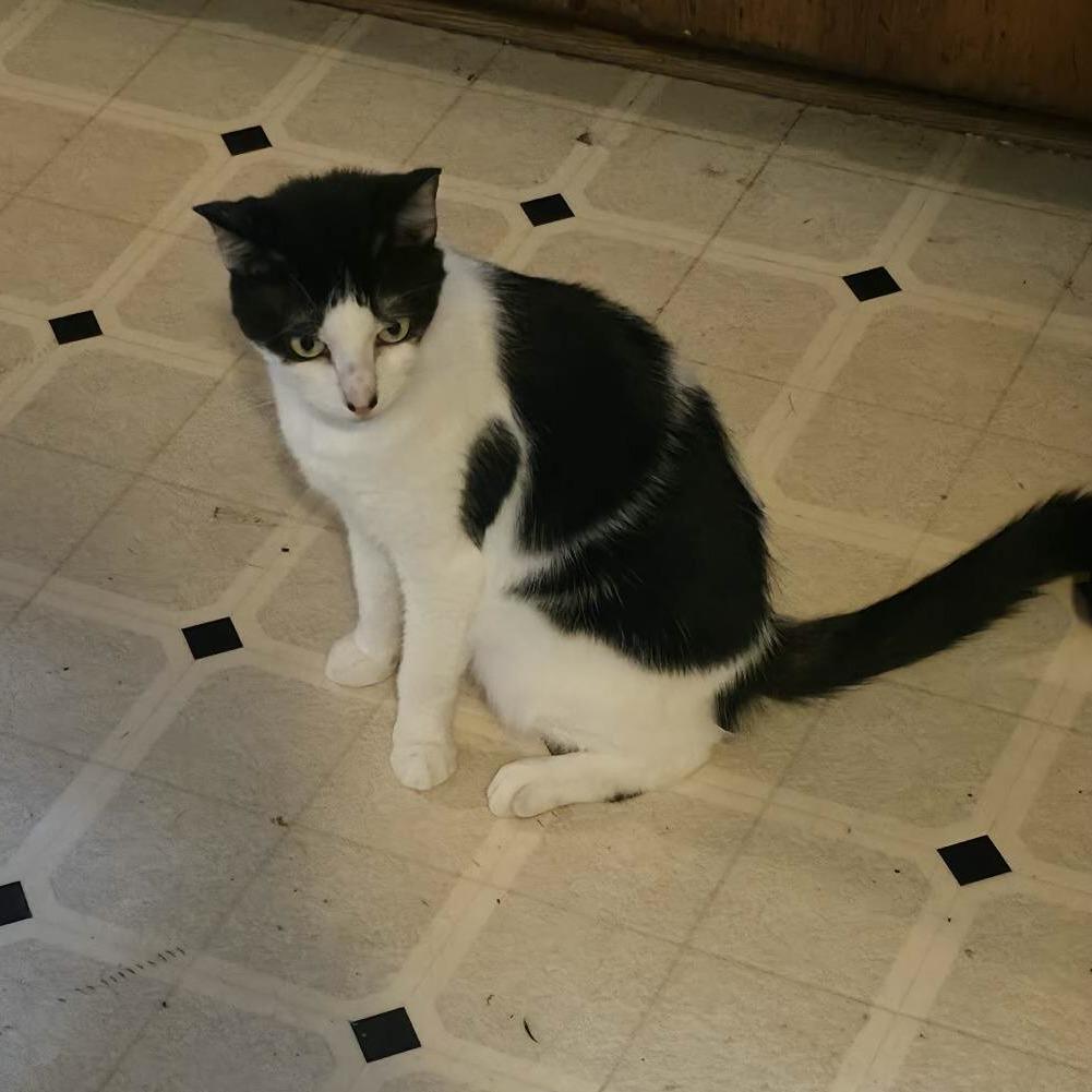 Princess, Adoptable, Senior Female Domestic Short Hair.