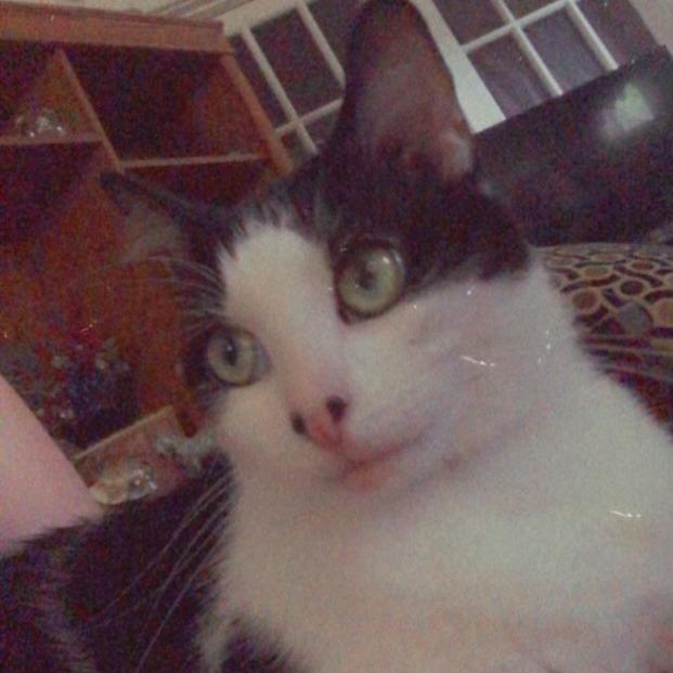 Enlarge Princess, a Adoptable Domestic Short Hair in Roanoke, VA image 3/3