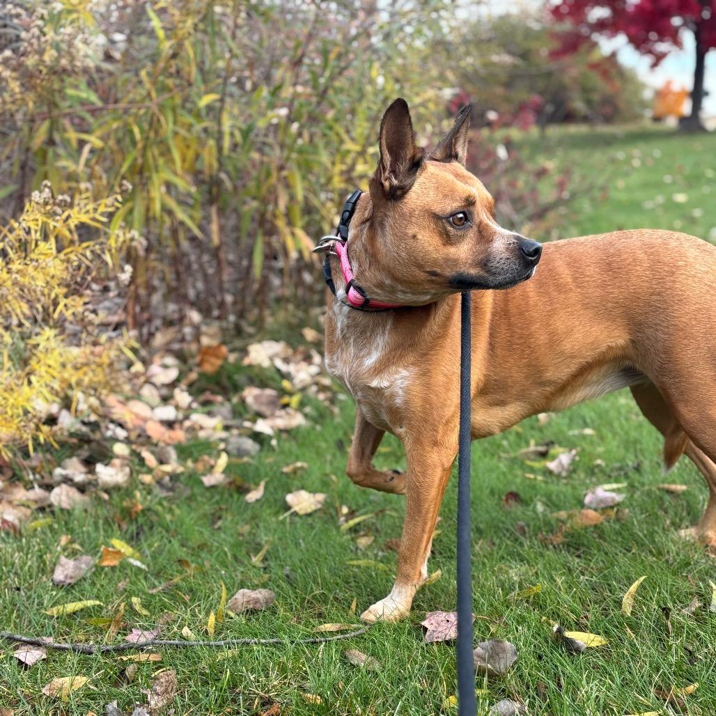 Enlarge Sally, a Adoptable Mixed Breed in Grand Rapids, MI image 1/6