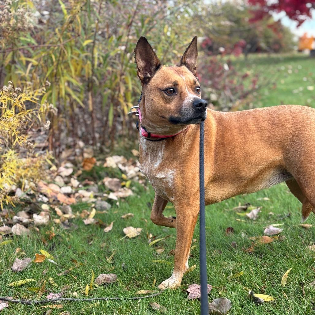 Enlarge Sally, a Adoptable Mixed Breed in Grand Rapids, MI image 2/6