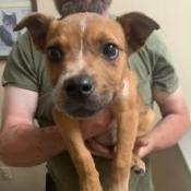 Enlarge Sally, a Adoptable Mixed Breed in Grand Rapids, MI image 3/6