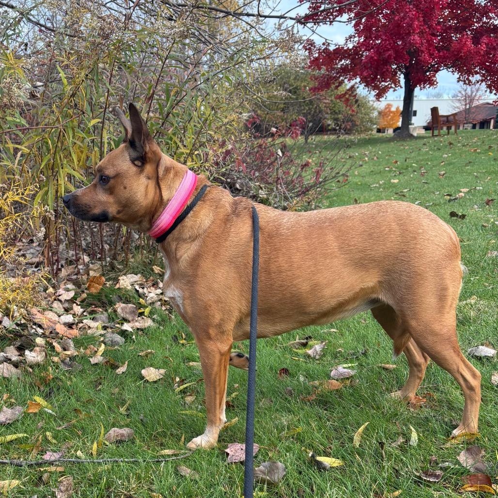 Enlarge Sally, a Adoptable Mixed Breed in Grand Rapids, MI image 4/6