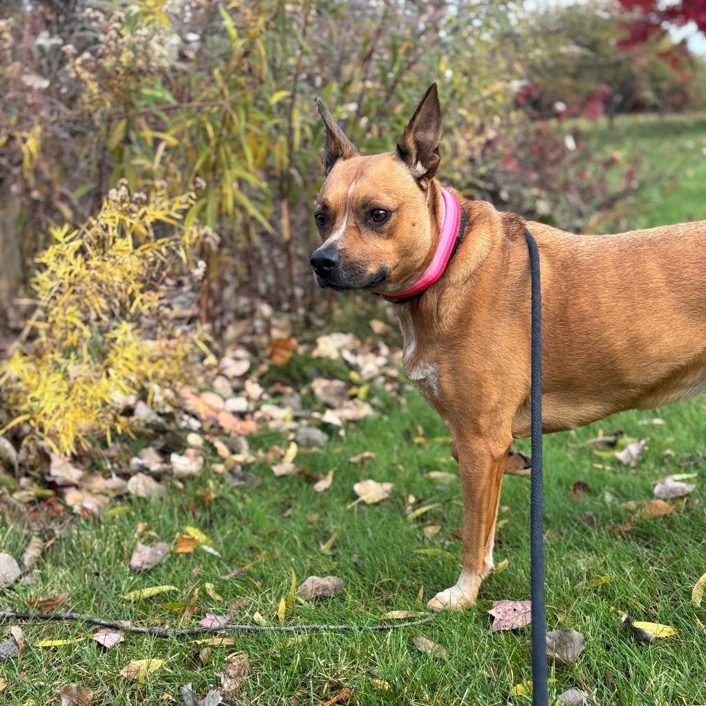 Enlarge Sally, a Adoptable Mixed Breed in Grand Rapids, MI image 6/6