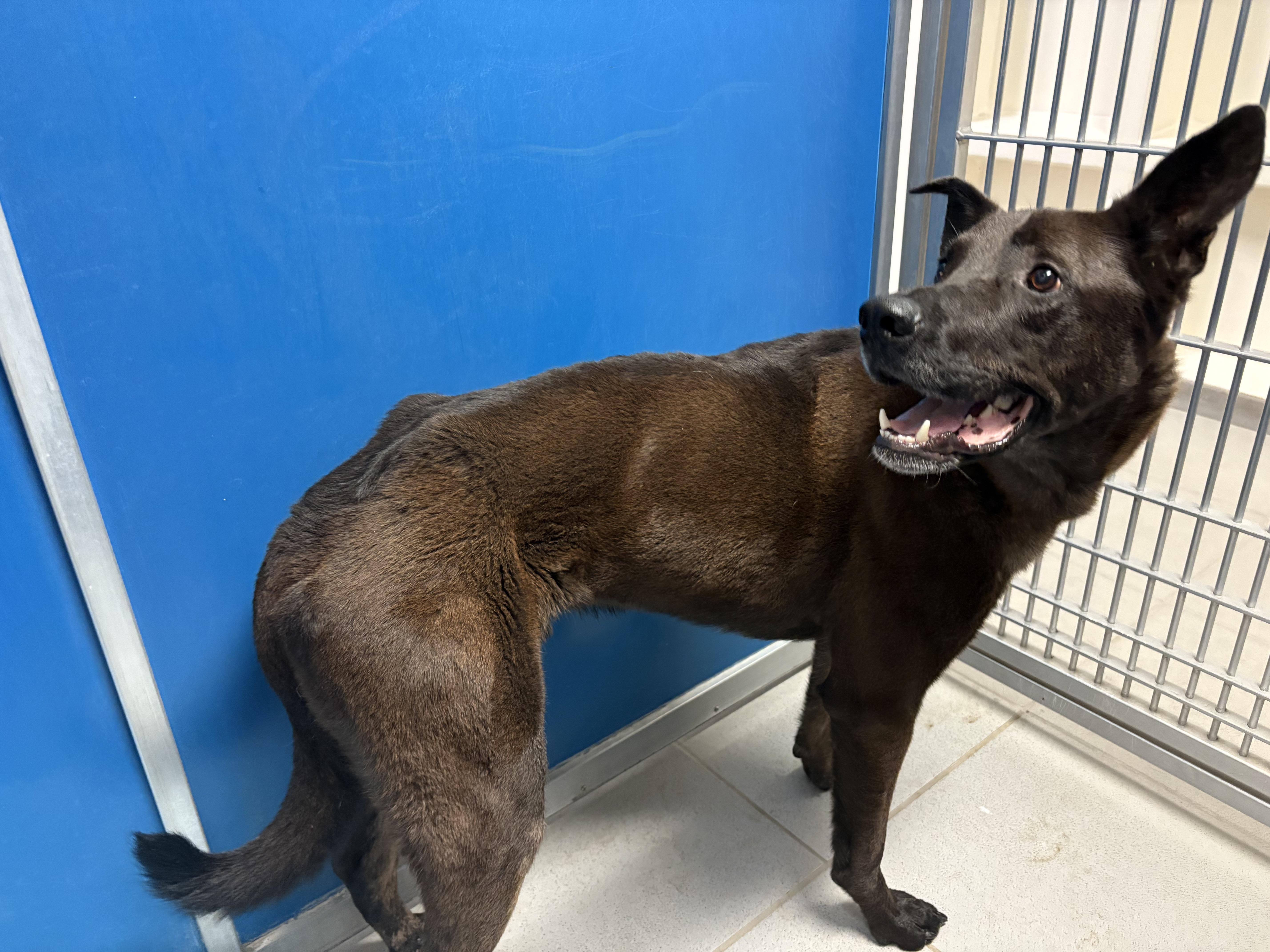 Stray Shepherd, an adoptable Shepherd in Hays, KS, 67601 | Photo Image 6