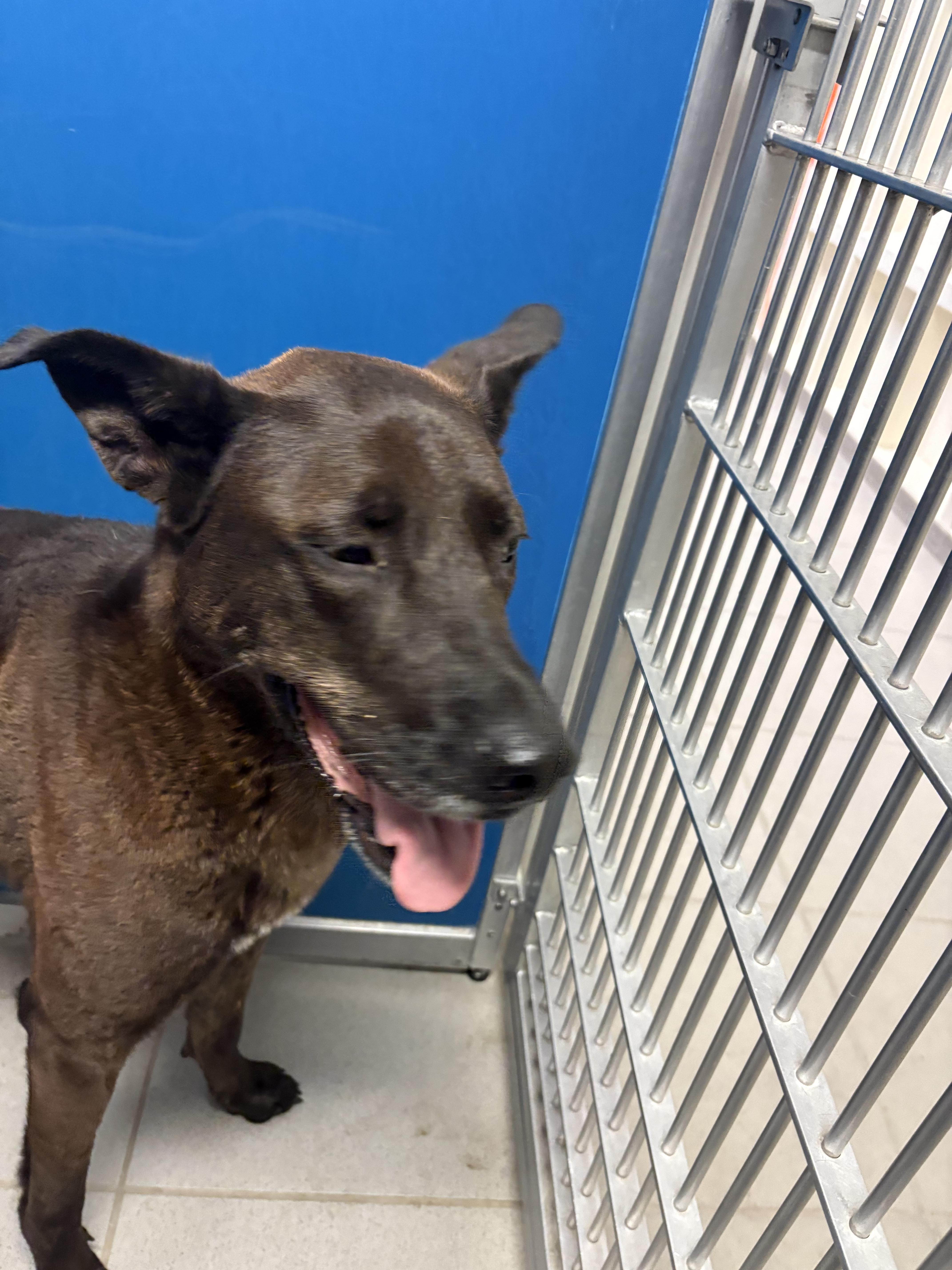 Stray Shepherd, an adoptable Shepherd in Hays, KS, 67601 | Photo Image 4
