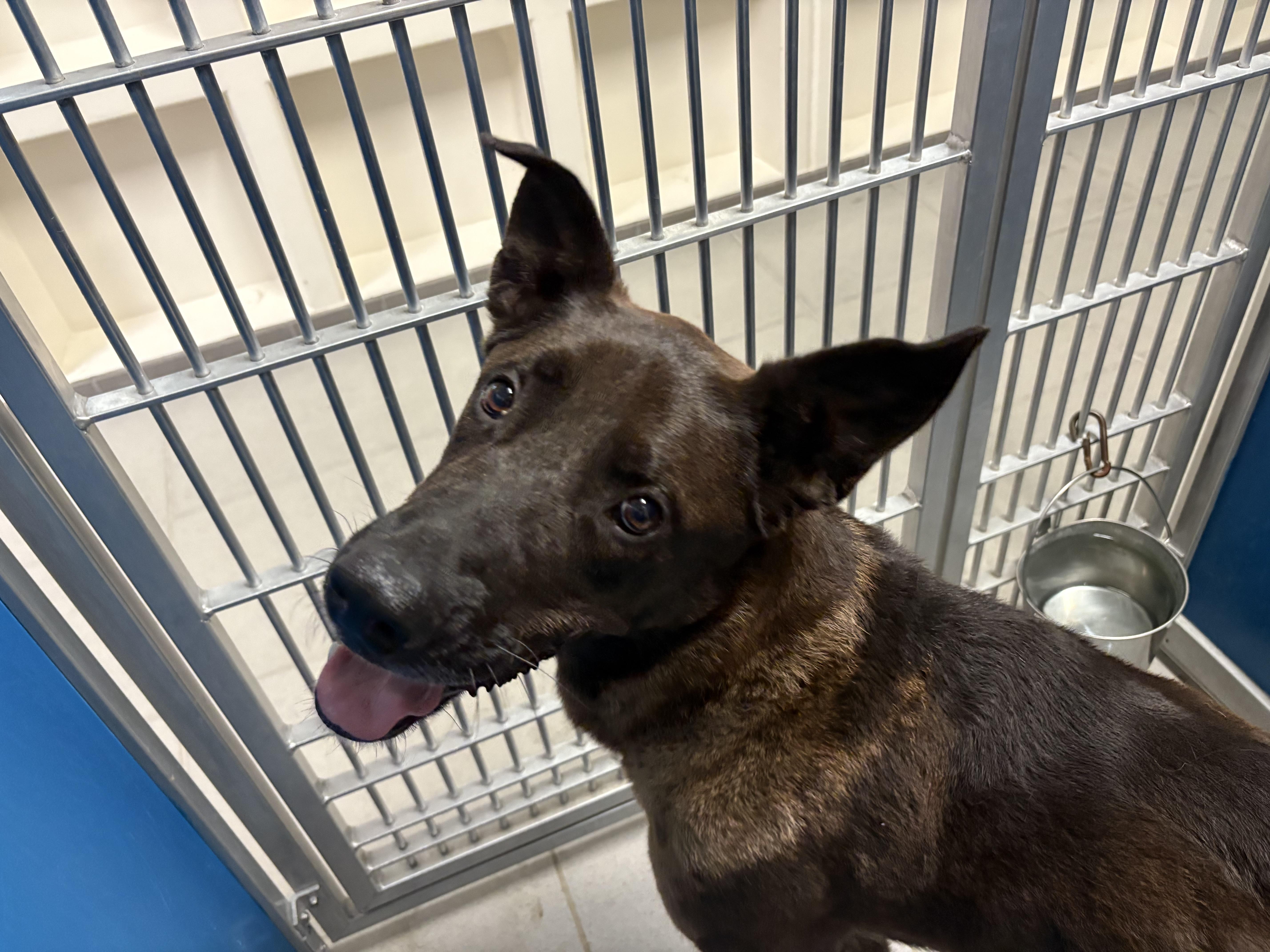 Stray Shepherd, an adoptable Shepherd in Hays, KS, 67601 | Photo Image 3