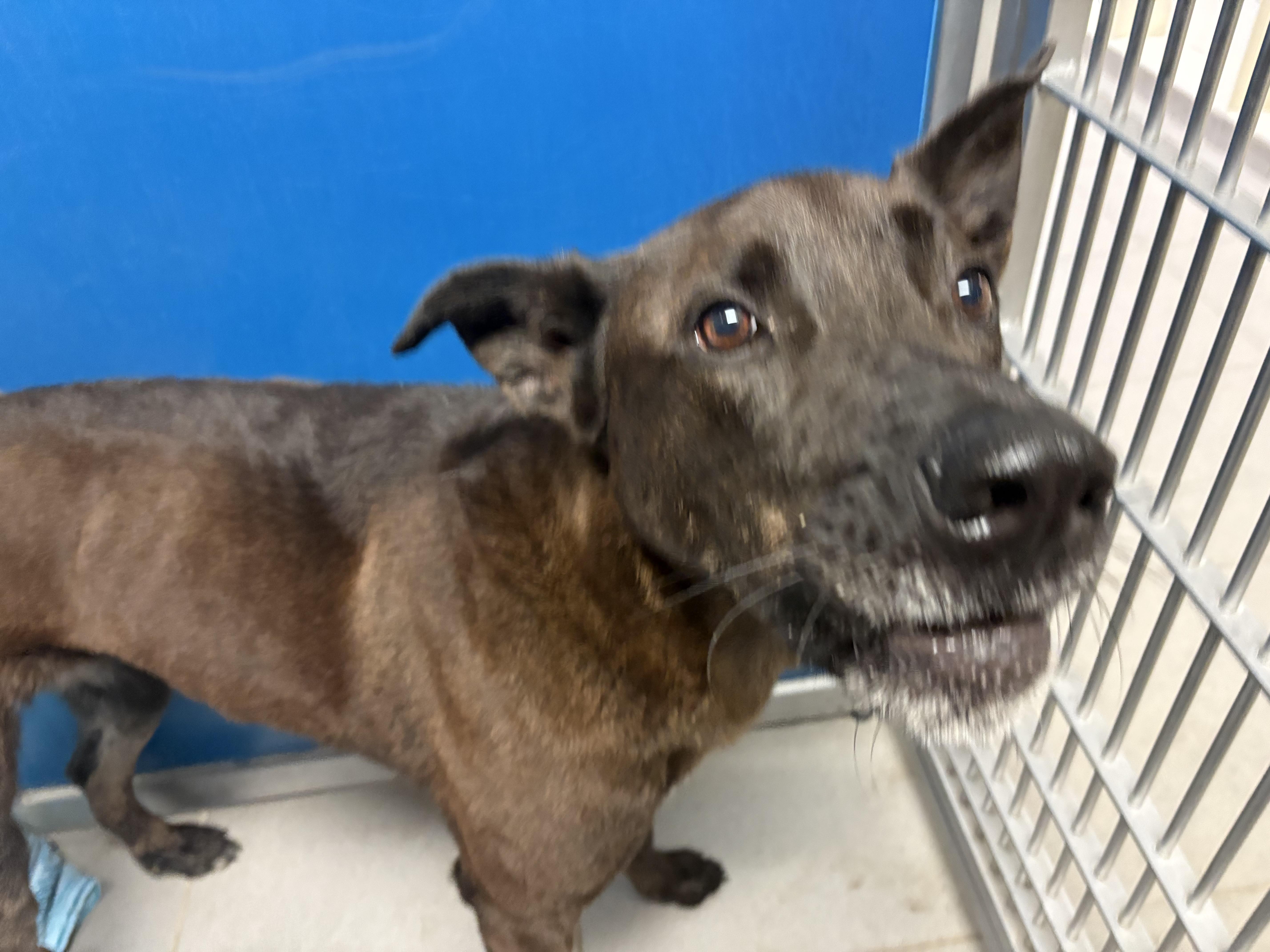 Stray Shepherd, an adoptable Shepherd in Hays, KS, 67601 | Photo Image 2