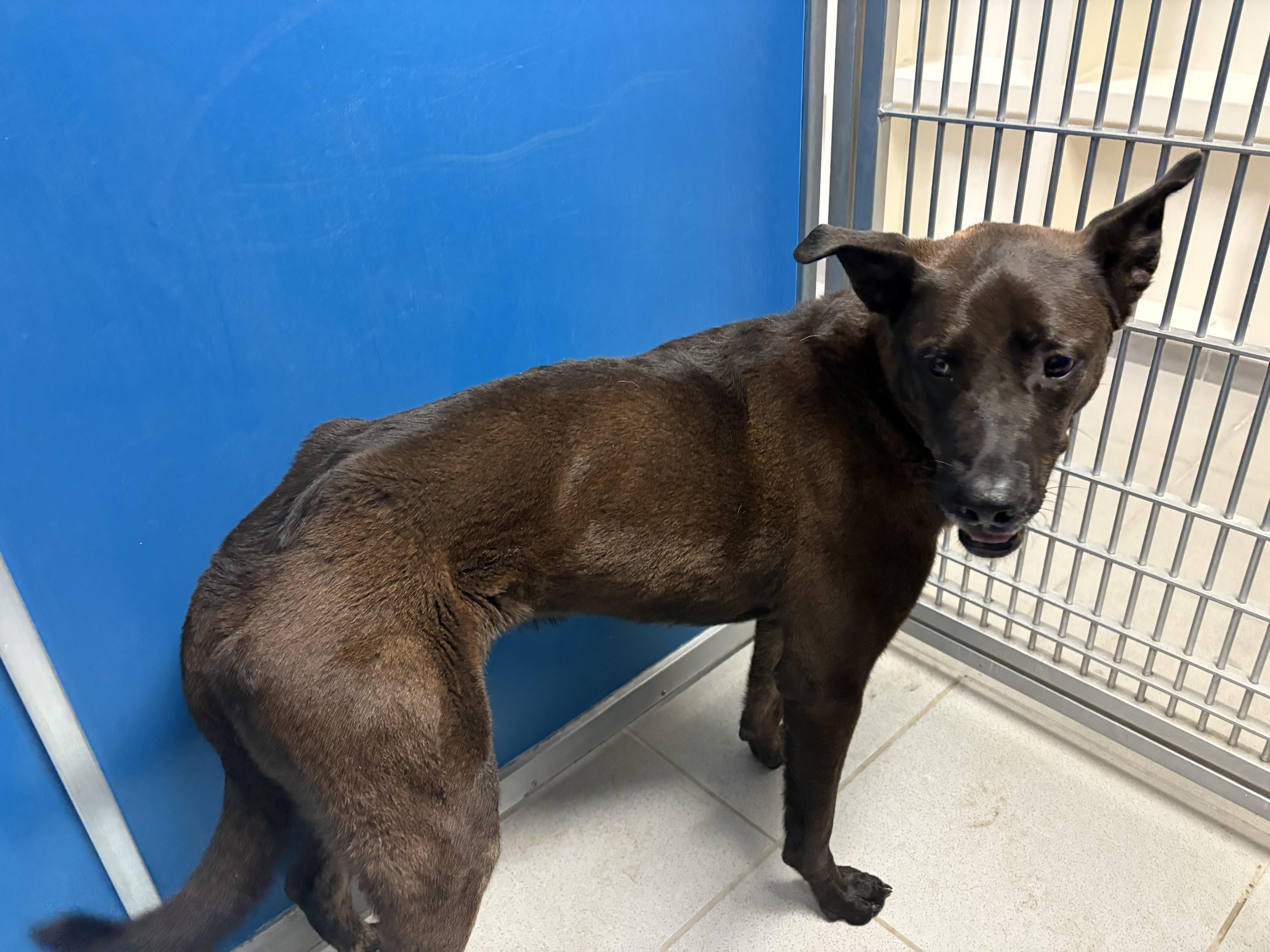 Stray Shepherd, an adoptable Shepherd in Hays, KS, 67601 | Photo Image 5