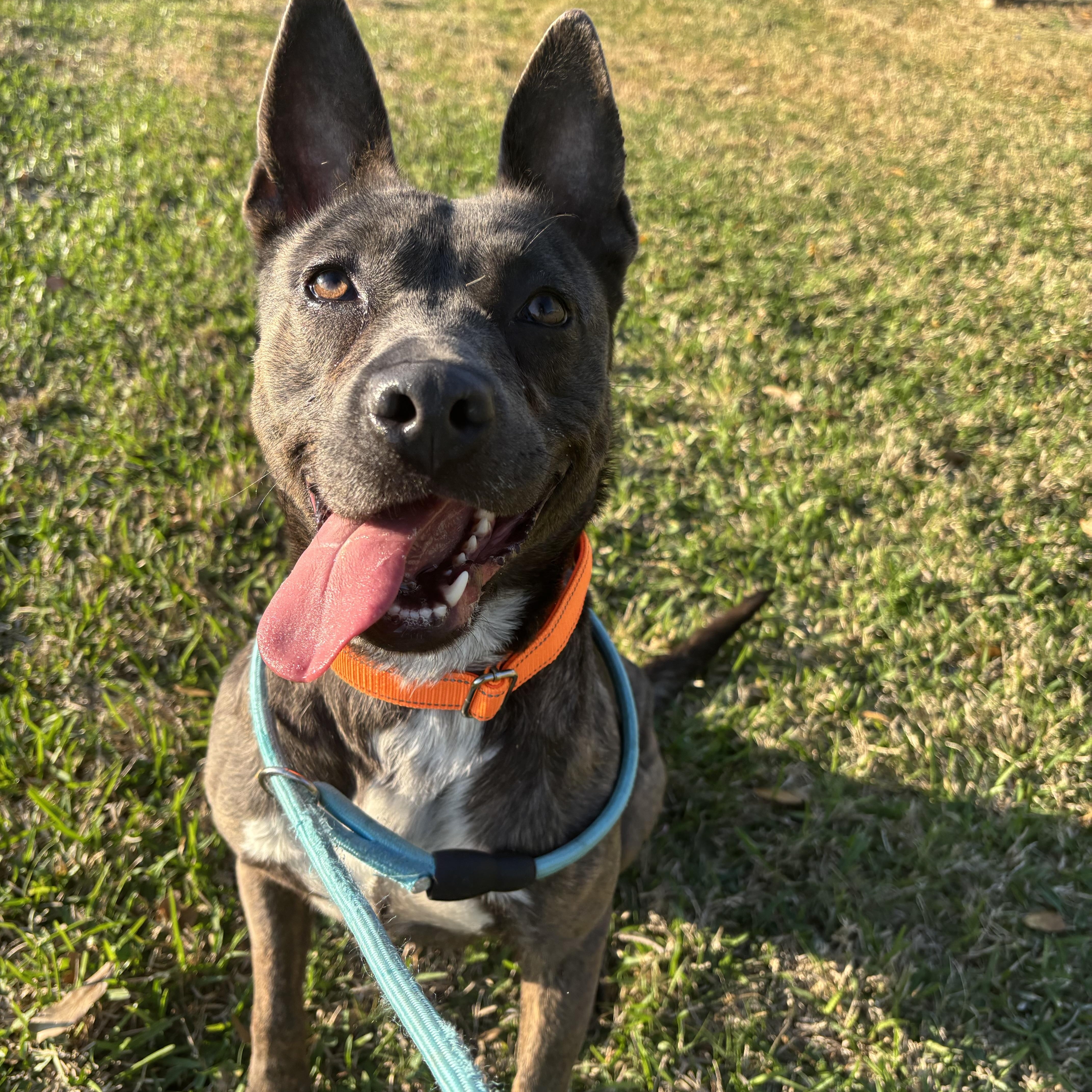 Enlarge Rajah, a Adoptable mixed breed in Monroe, NY image 2/5