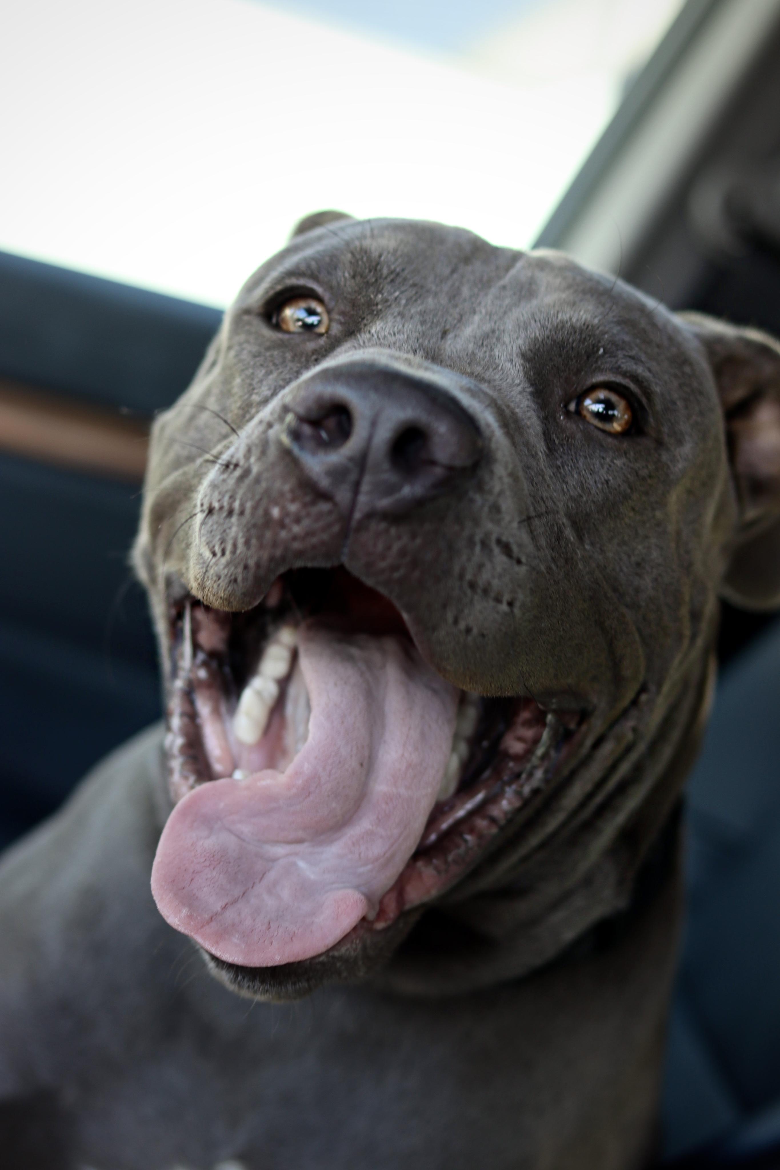 Storm, a Adoptable Pit Bull Terrier in West Hollywood, CA image 2/6