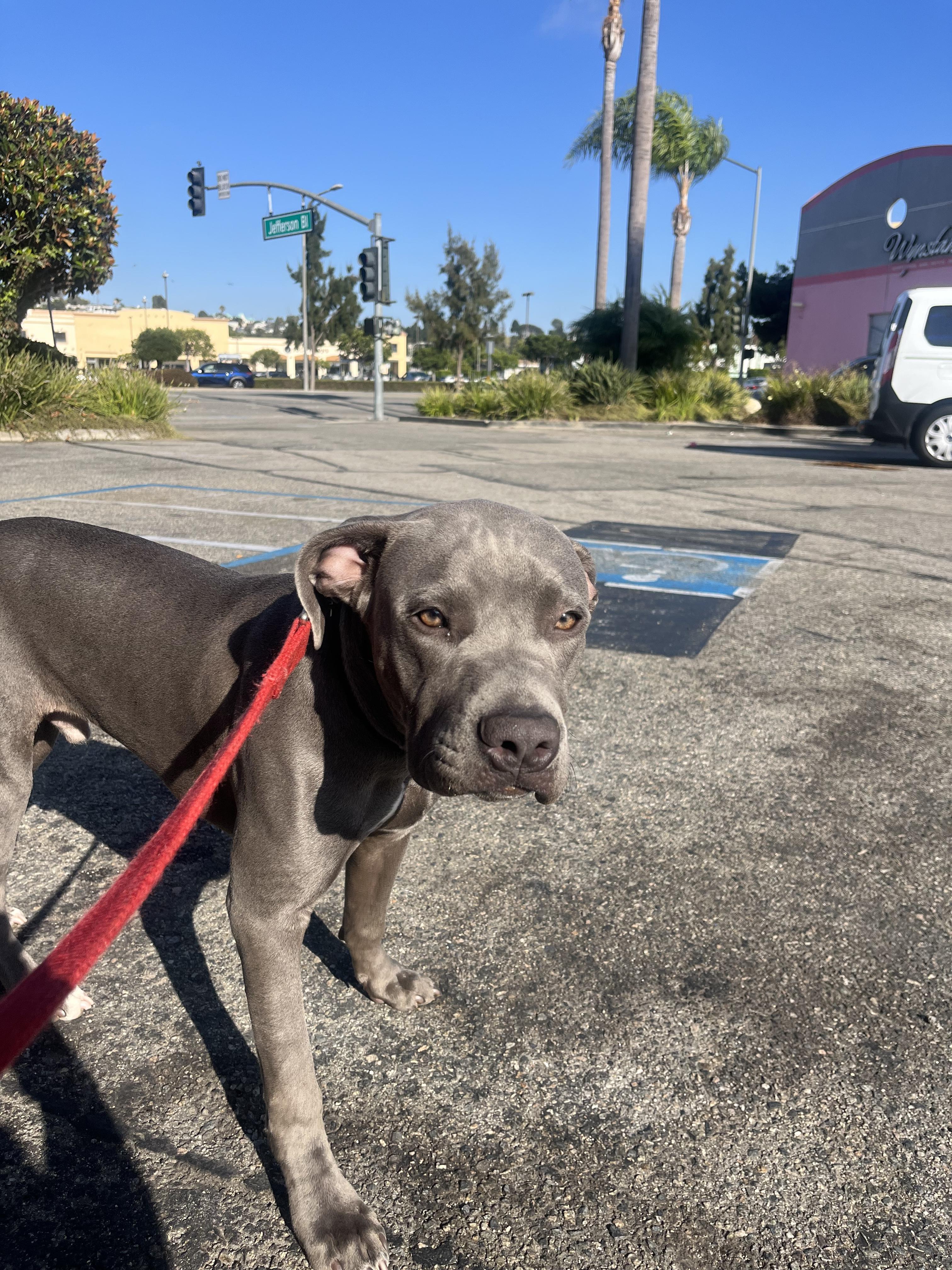 Storm, a Adoptable Pit Bull Terrier in West Hollywood, CA image 3/6