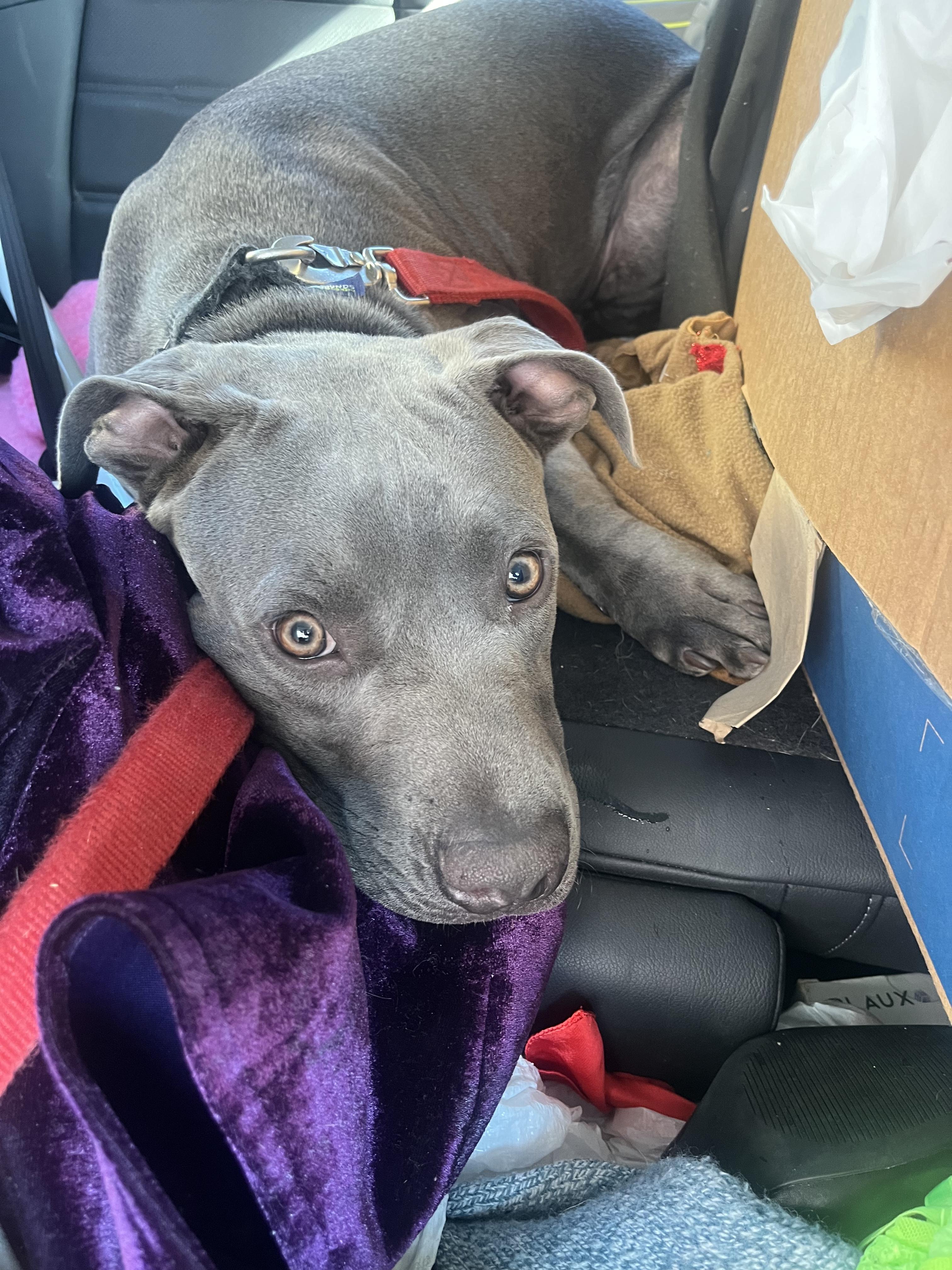 Storm, a Adoptable Pit Bull Terrier in West Hollywood, CA image 6/6