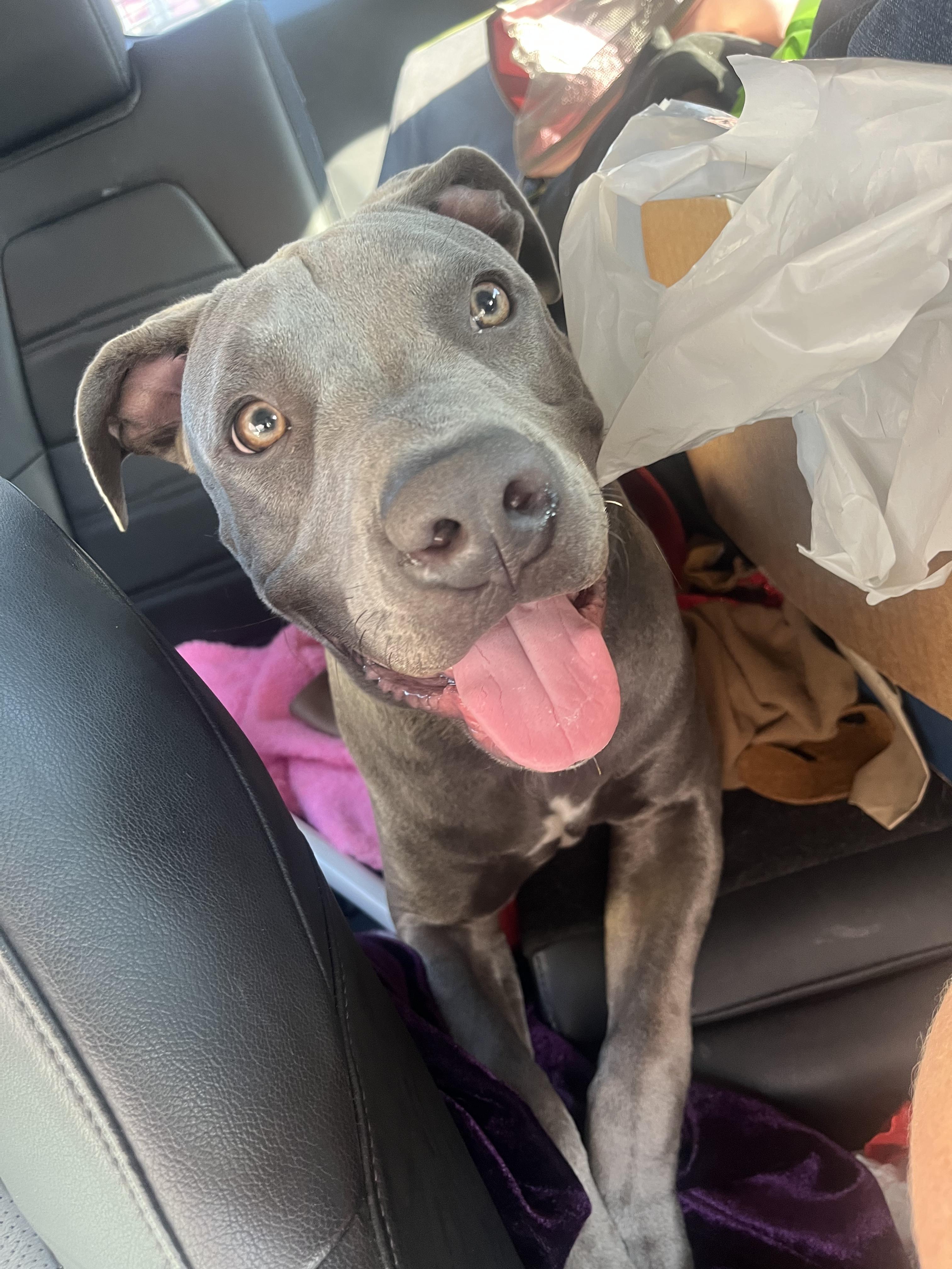 Storm, Adoptable, Young Male Pit Bull Terrier.