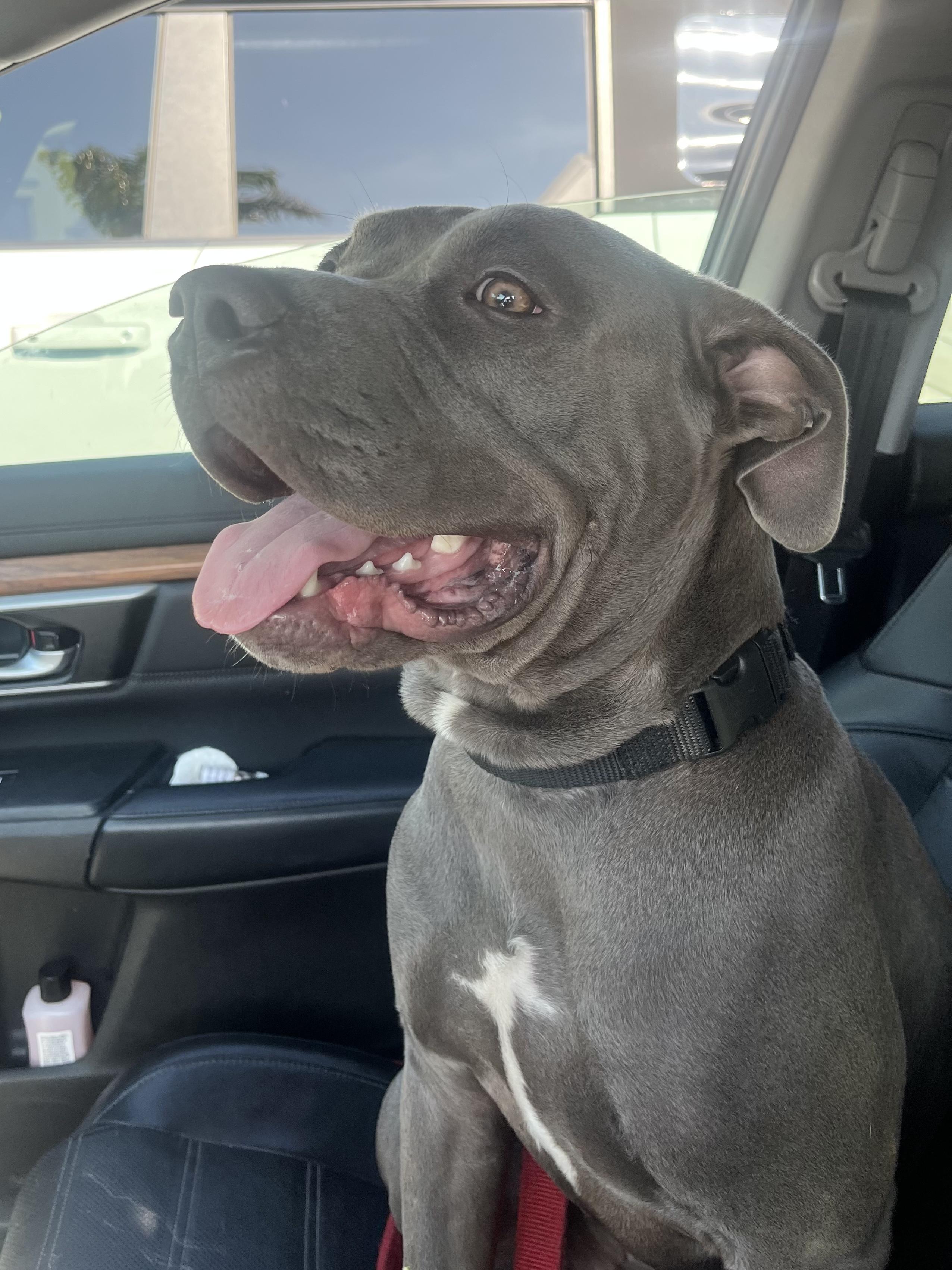 Storm, a Adoptable Pit Bull Terrier in West Hollywood, CA image 5/6