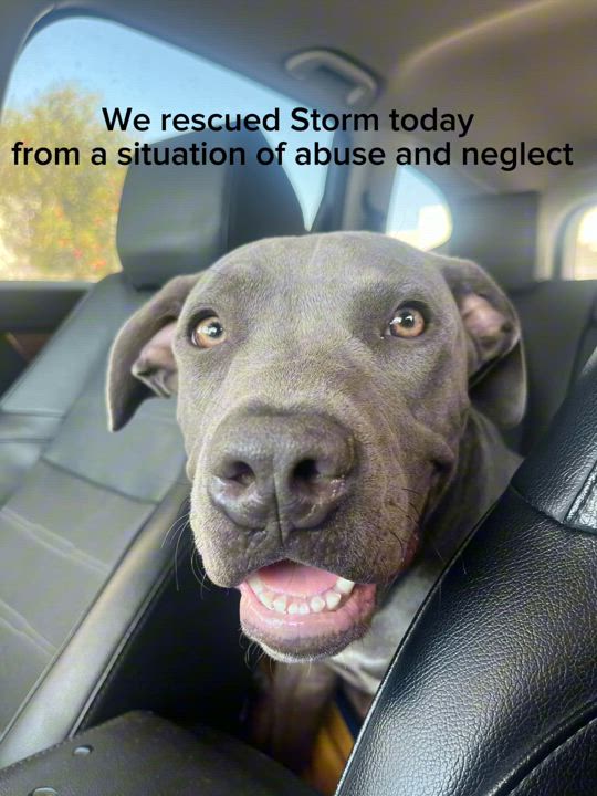 Enlarge Storm, a Adoptable Pit Bull Terrier in West Hollywood, CA video 4/6