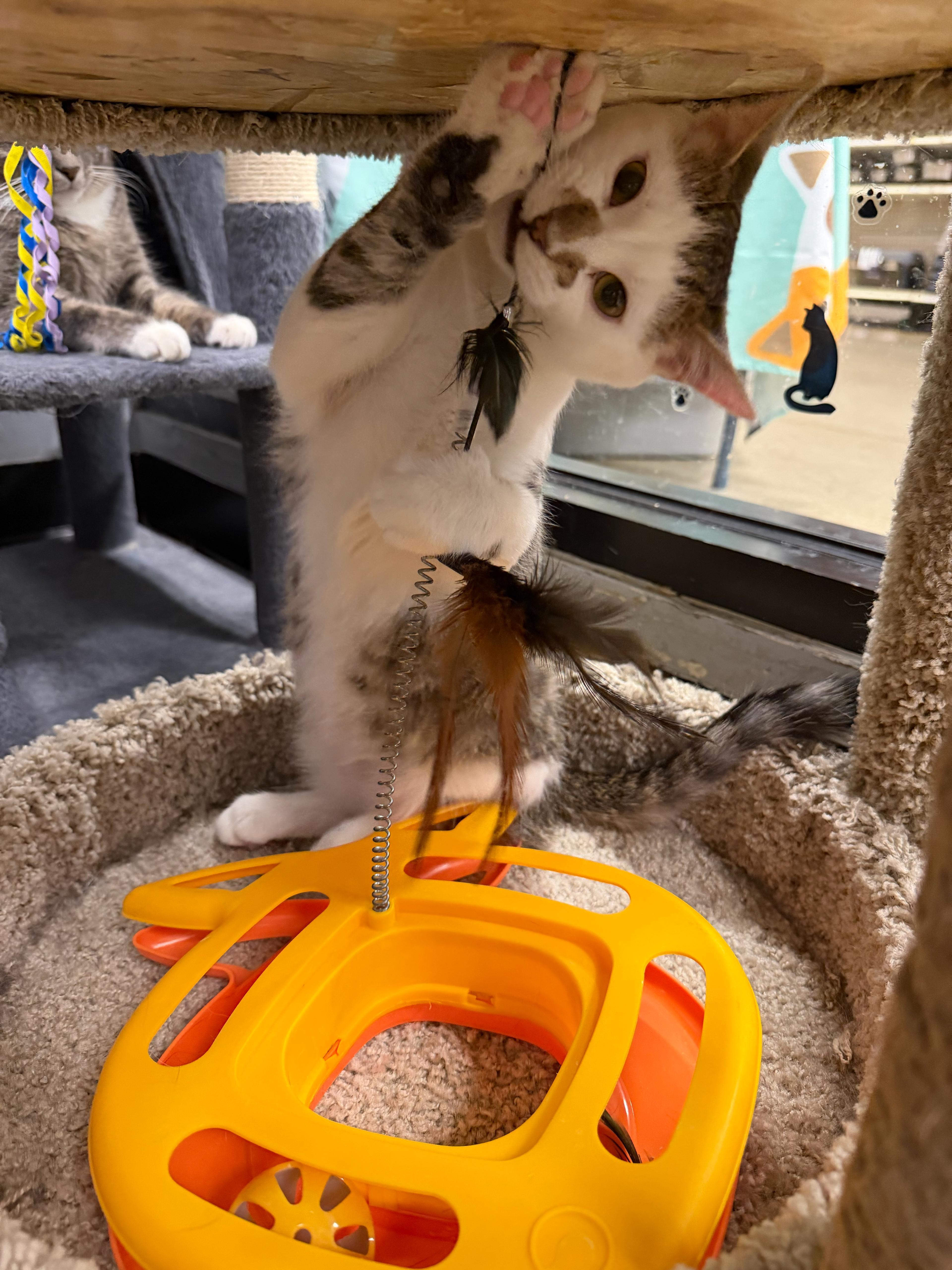 Super Sonic Hedgehog a/k/a Hedgy, adopted, Kitten Male Domestic Short Hair.