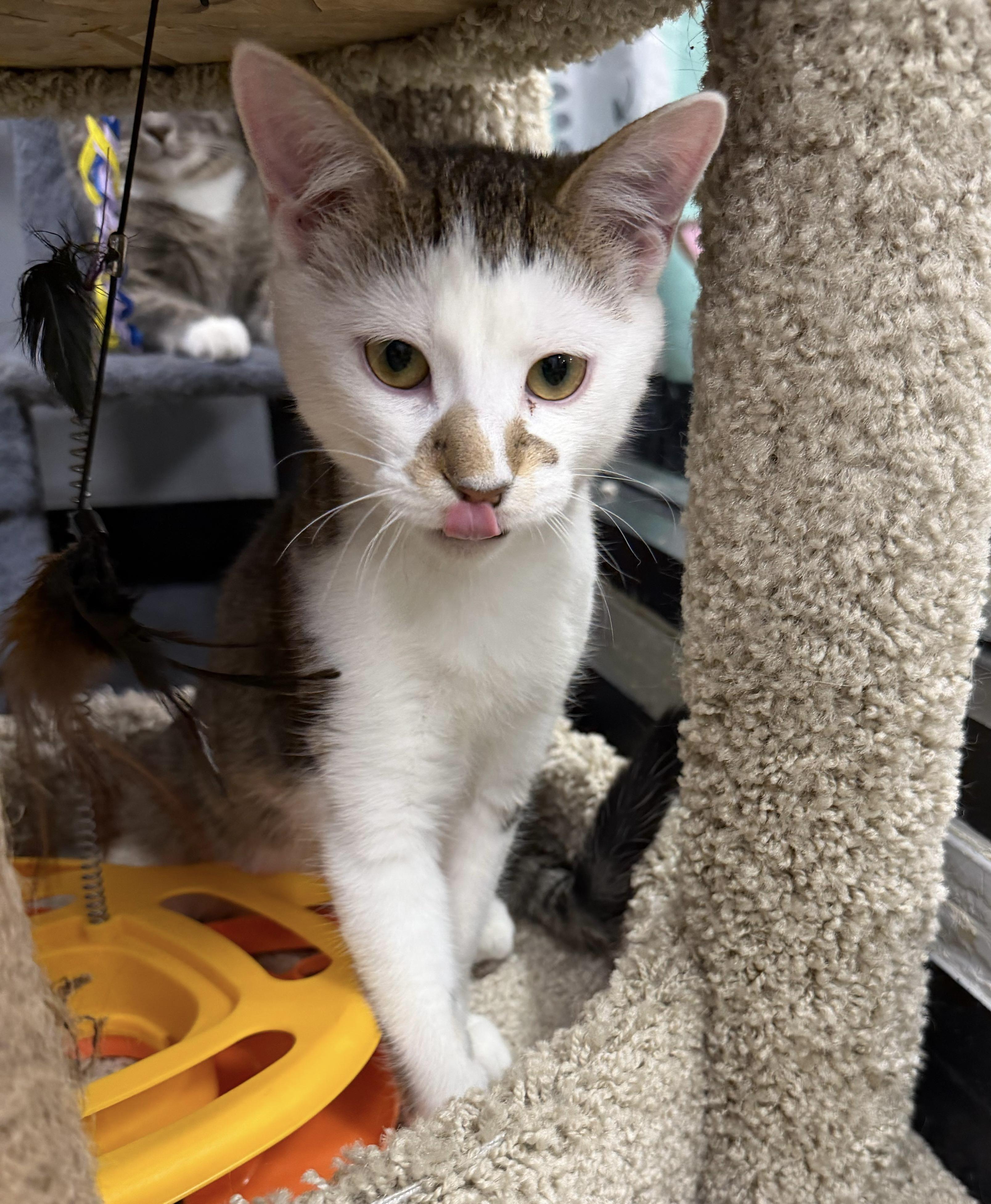 Enlarge Super Sonic Hedgehog a/k/a Hedgy, an adopted Domestic Short Hair in Maple Shade, NJ image 3/3