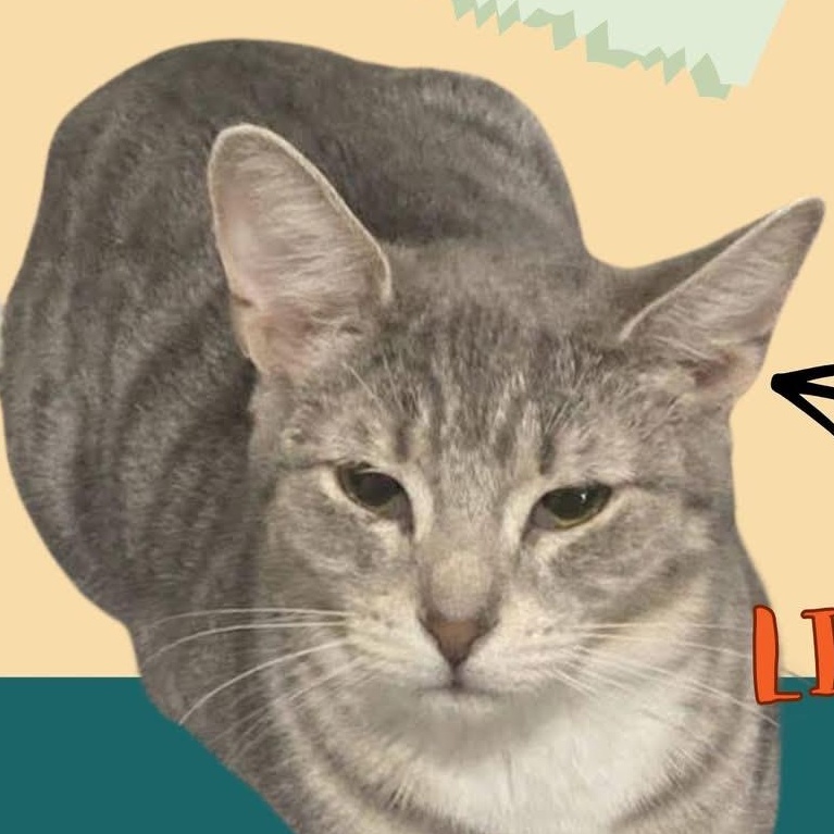 Lilith (Bonded with Bubbles), ADOPTABLE, Young Female Domestic Short Hair.