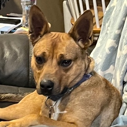 Deitrick, a Adoptable mixed breed in Cedar Rapids, IA image 1/14