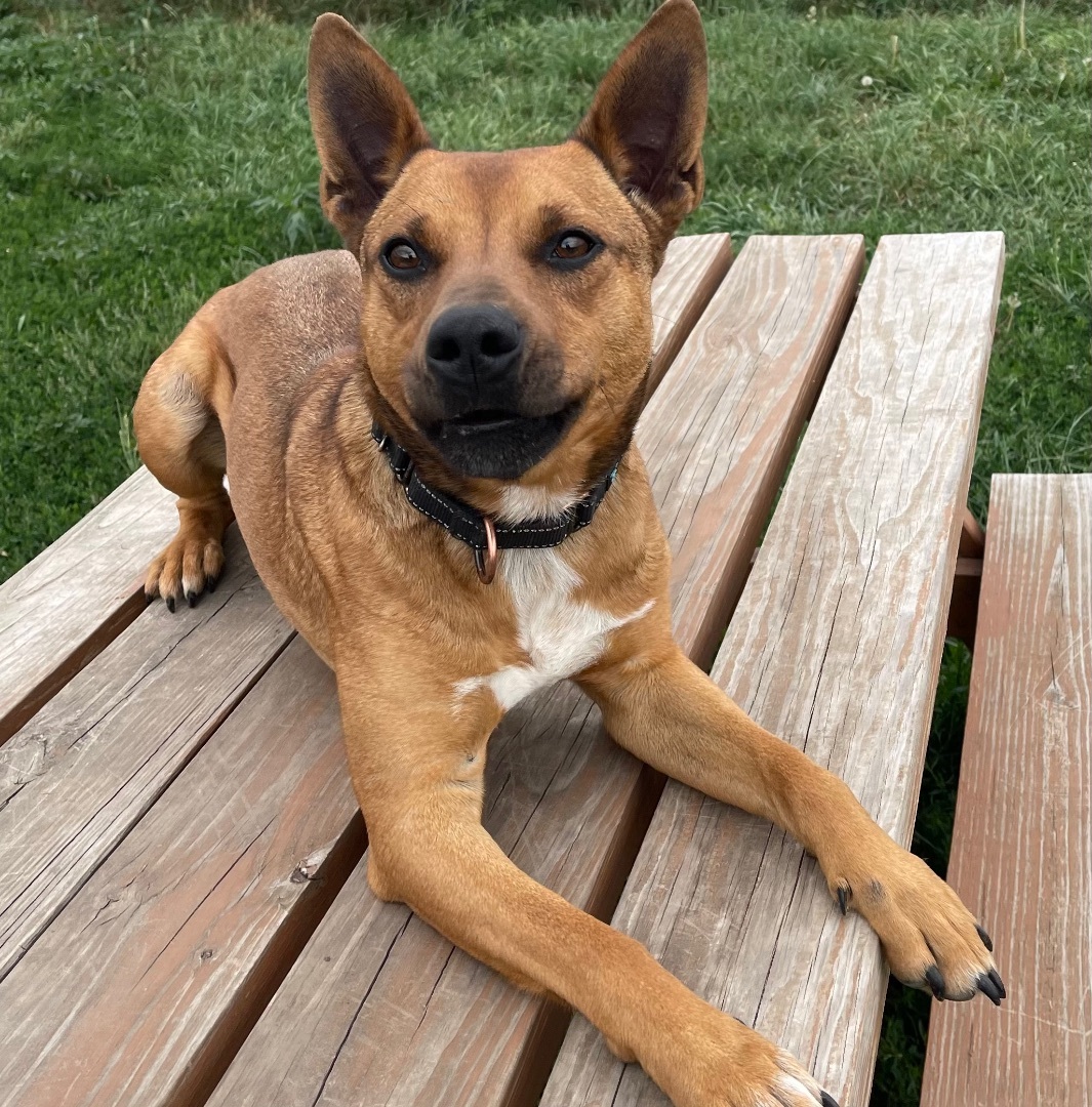 Deitrick, a Adoptable mixed breed in Cedar Rapids, IA image 2/14