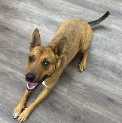 Deitrick, an adoptable Australian Cattle Dog / Blue Heeler, American Staffordshire Terrier in Cedar Rapids, IA, 52401 | Photo Image 5