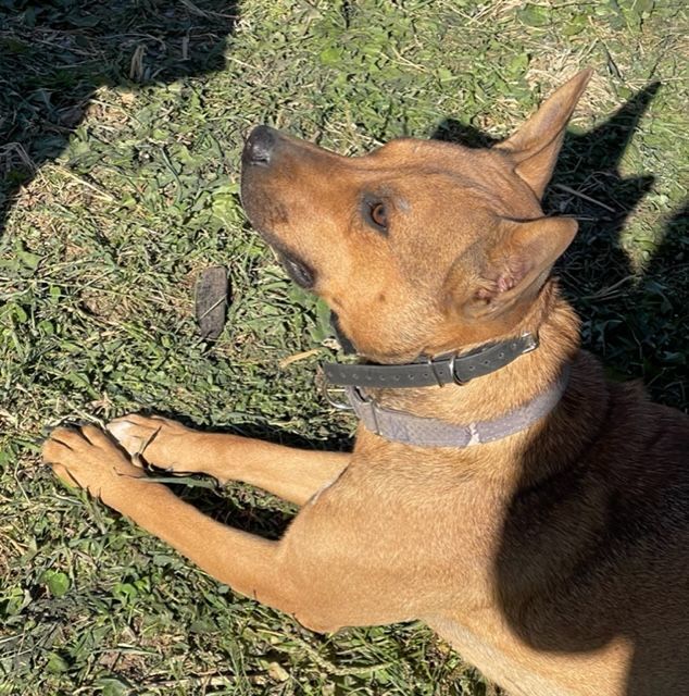 Enlarge Deitrick, a Adoptable mixed breed in Cedar Rapids, IA image 14/14