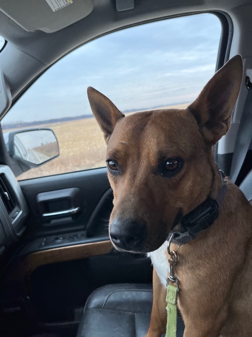 Deitrick, a Adoptable mixed breed in Cedar Rapids, IA image 4/14