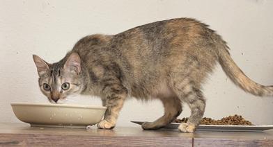 Enlarge Lindale, a Adoptable mixed breed in Deforest, WI image 2/6